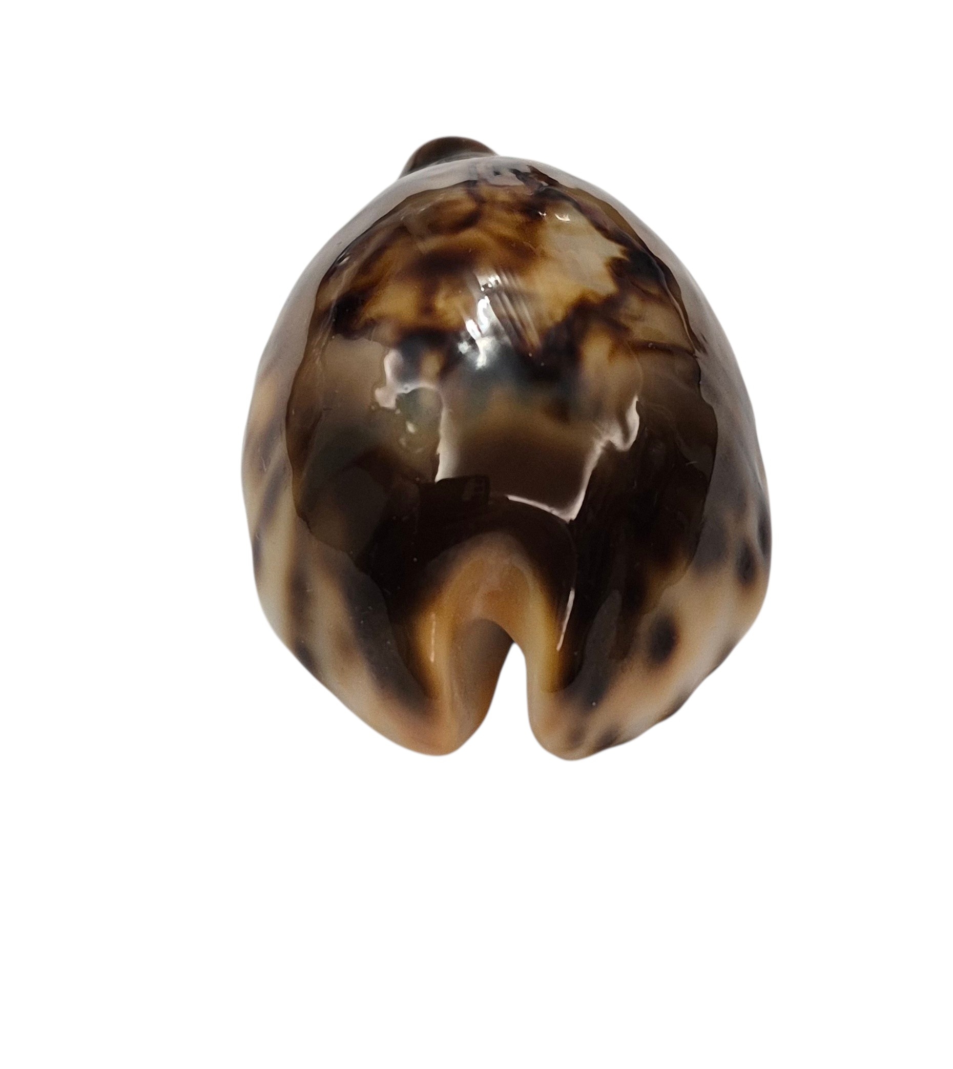 BC001 Barycypraea fultoni fultoni - A LITTLE JEWEL - Image 17