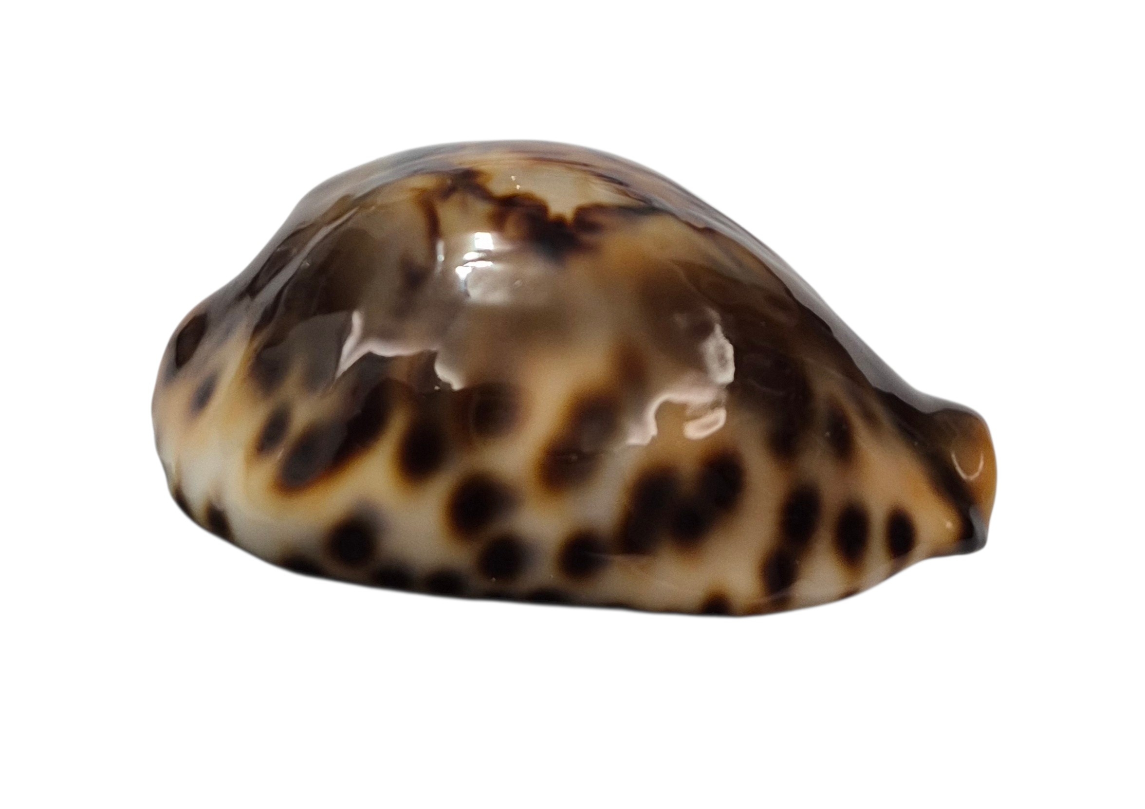 BC001 Barycypraea fultoni fultoni - A LITTLE JEWEL - Image 11