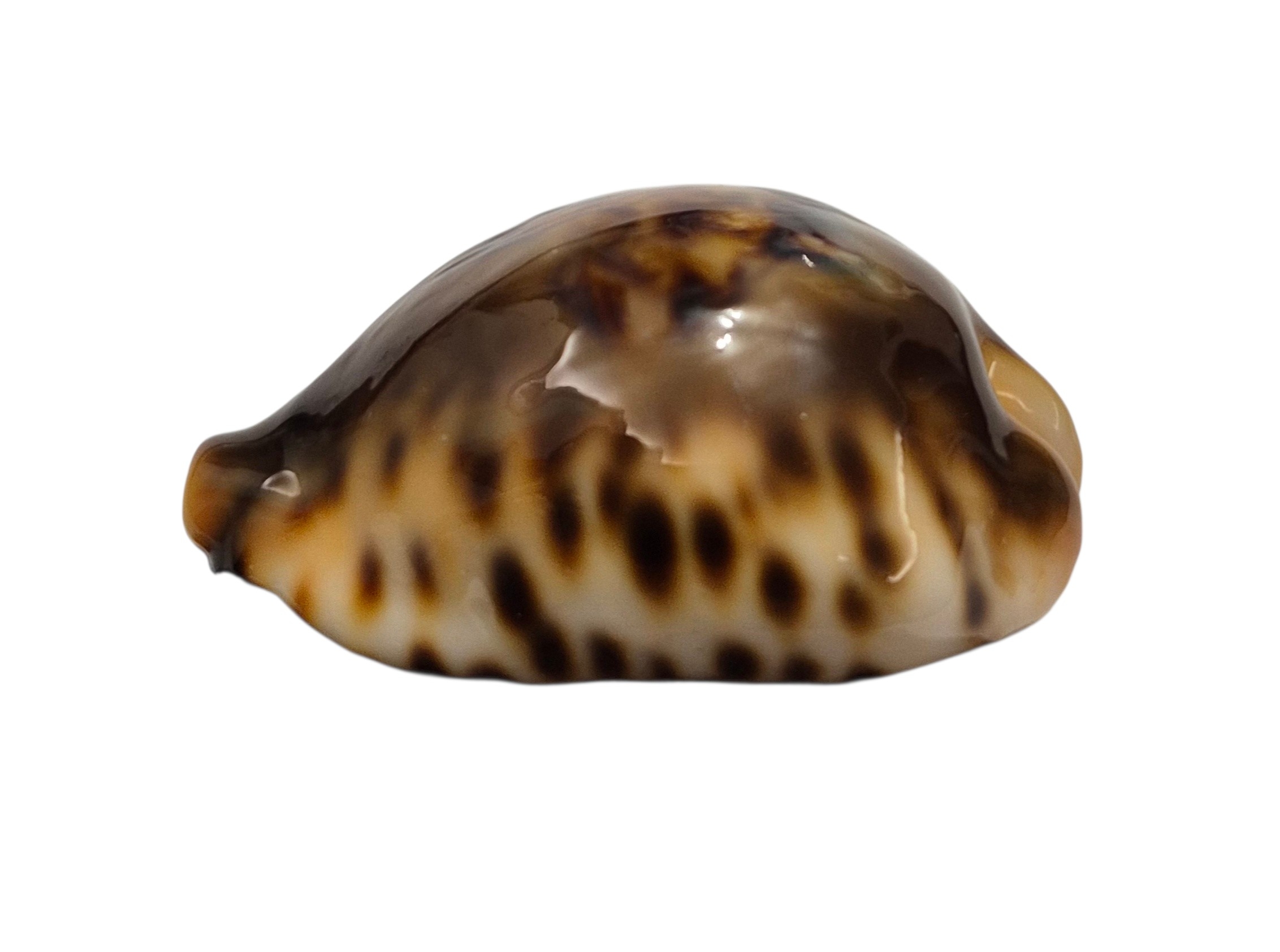 BC001 Barycypraea fultoni fultoni - A LITTLE JEWEL - Image 13
