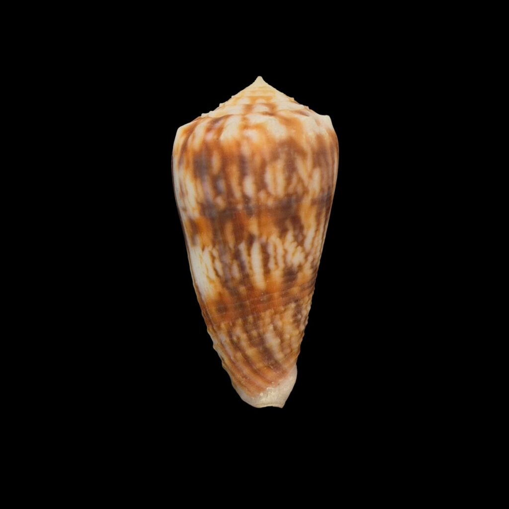 BC136 Conus moluccensis f. stainforthi W/O
