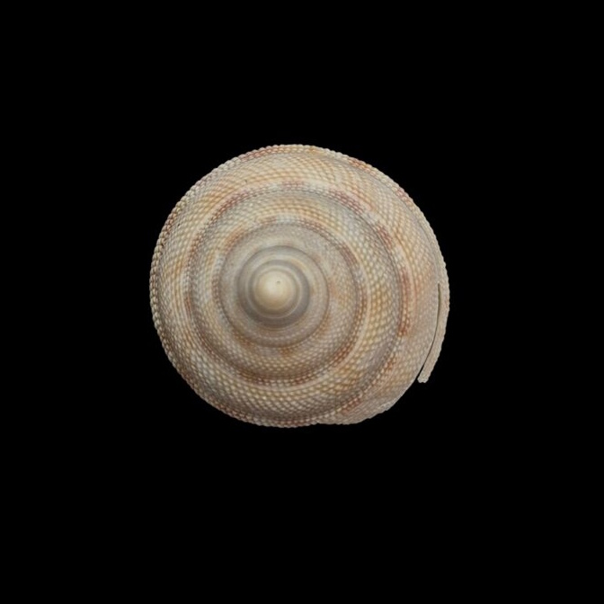 BC209 Perotrochus wareni - FROM DEEP WATER - Image 5
