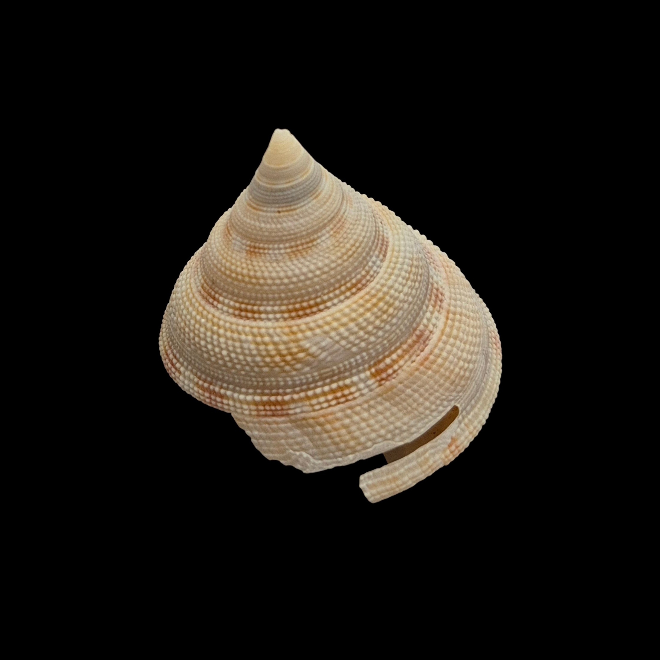 BC209 Perotrochus wareni - FROM DEEP WATER - Image 2