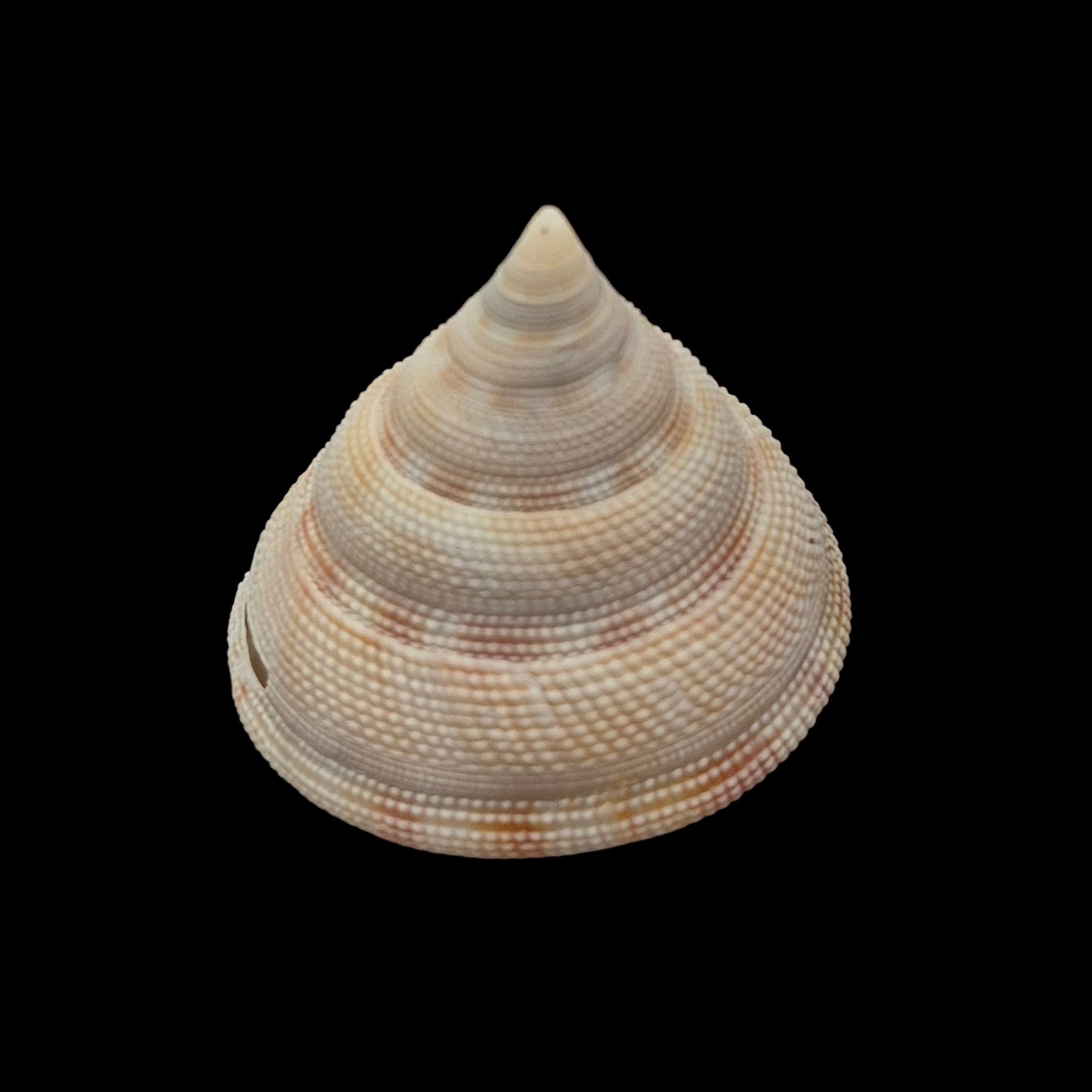 BC209 Perotrochus wareni - FROM DEEP WATER