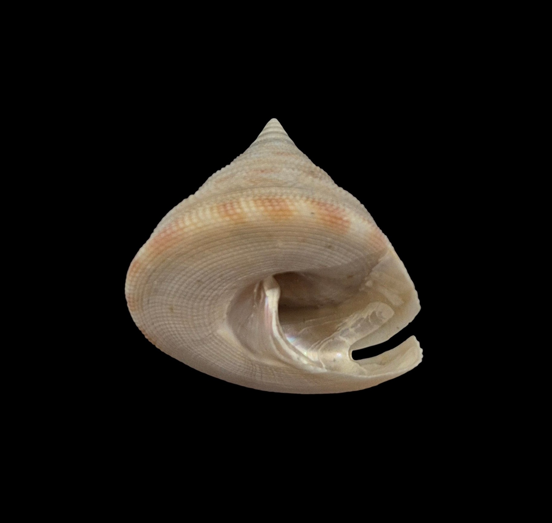 BC209 Perotrochus wareni - FROM DEEP WATER - Image 3