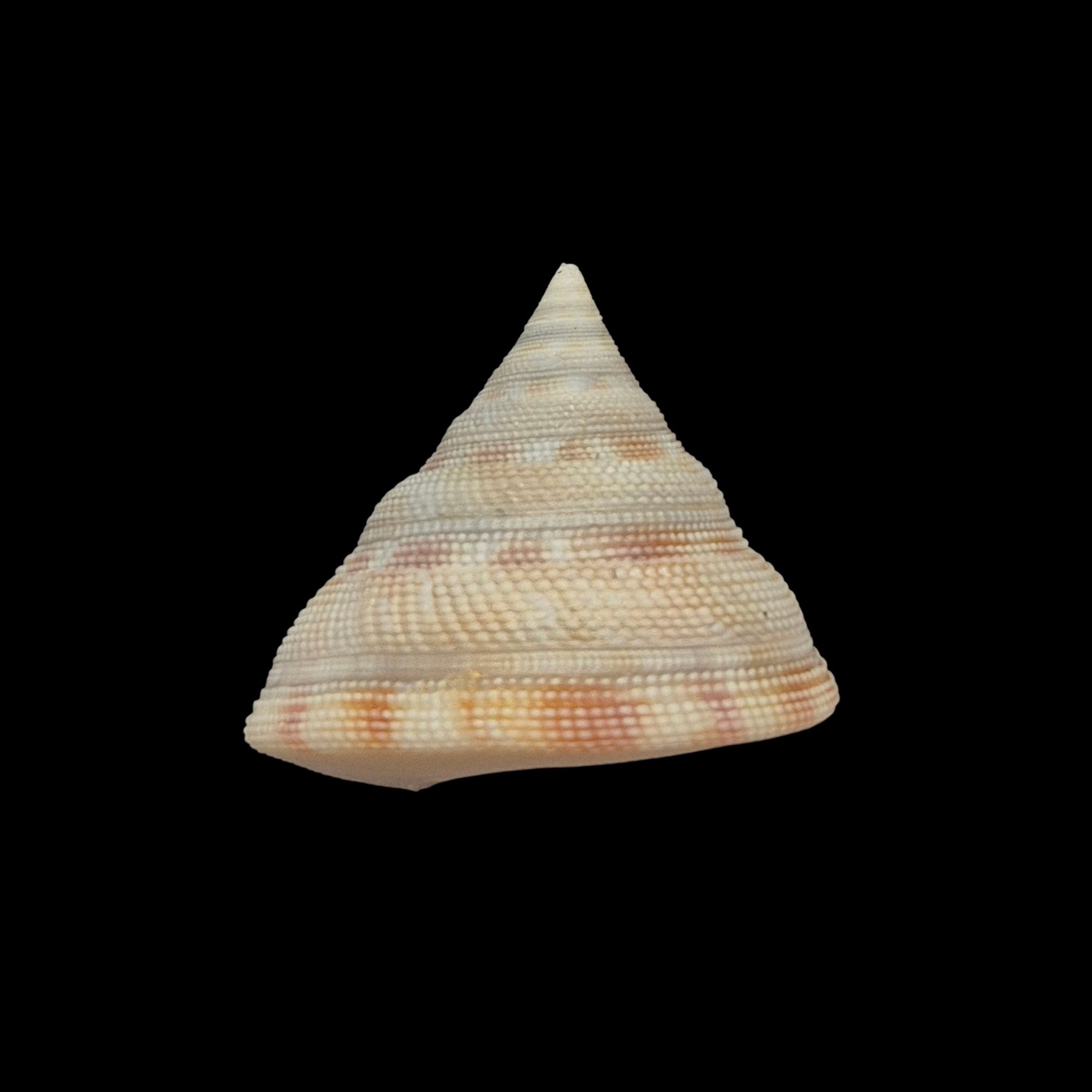 BC209 Perotrochus wareni - FROM DEEP WATER - Image 4
