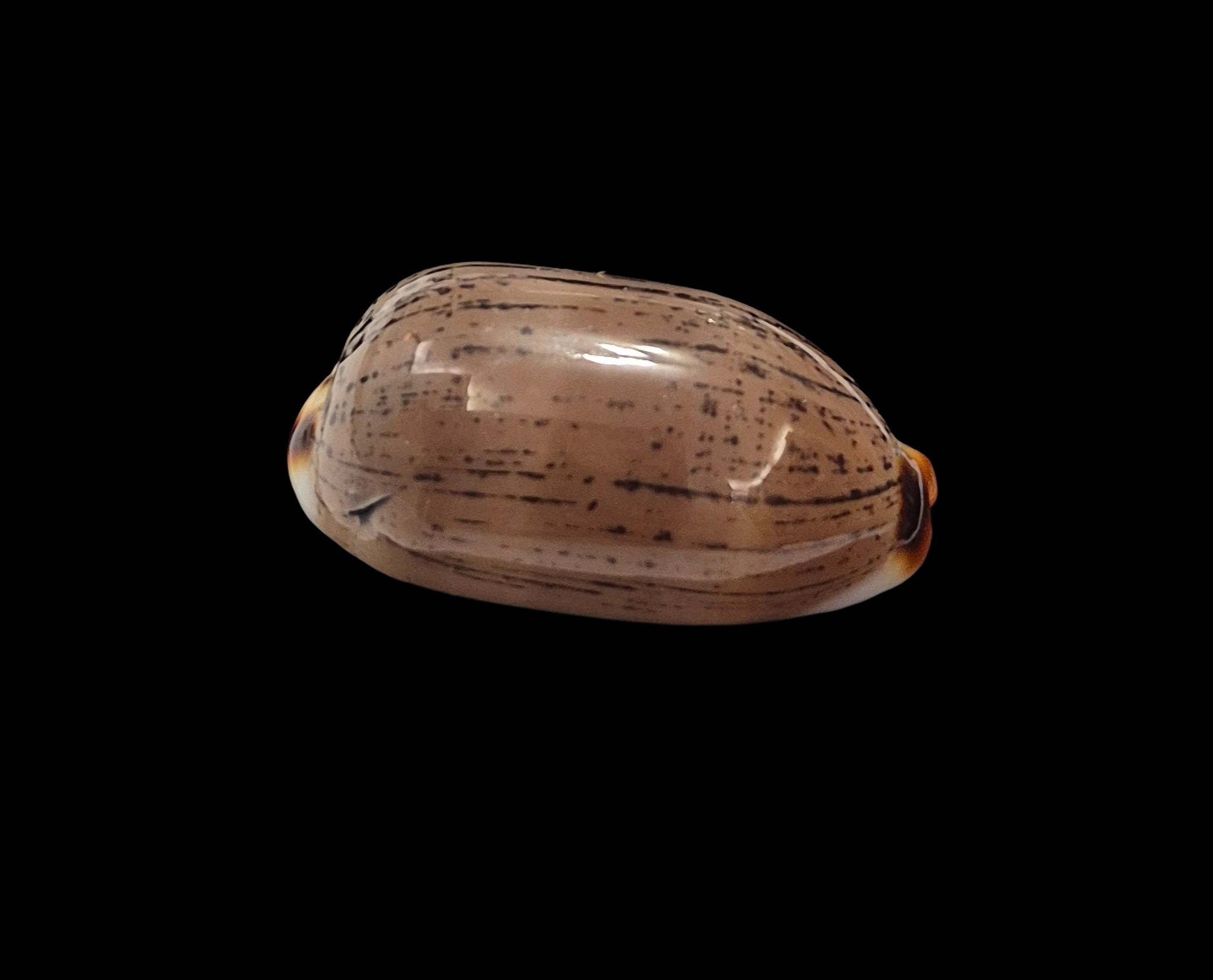 BC401 Luria isabella controversa - GREAT PATTERN - Image 2
