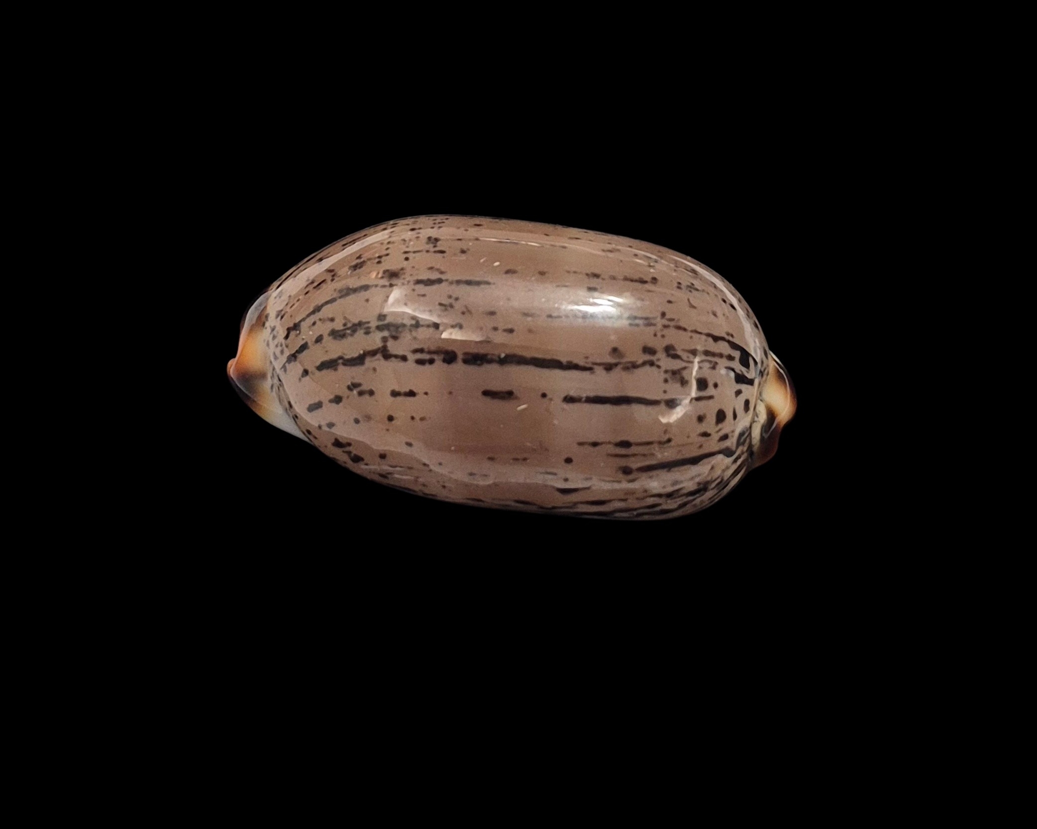 BC401 Luria isabella controversa - GREAT PATTERN - Image 3