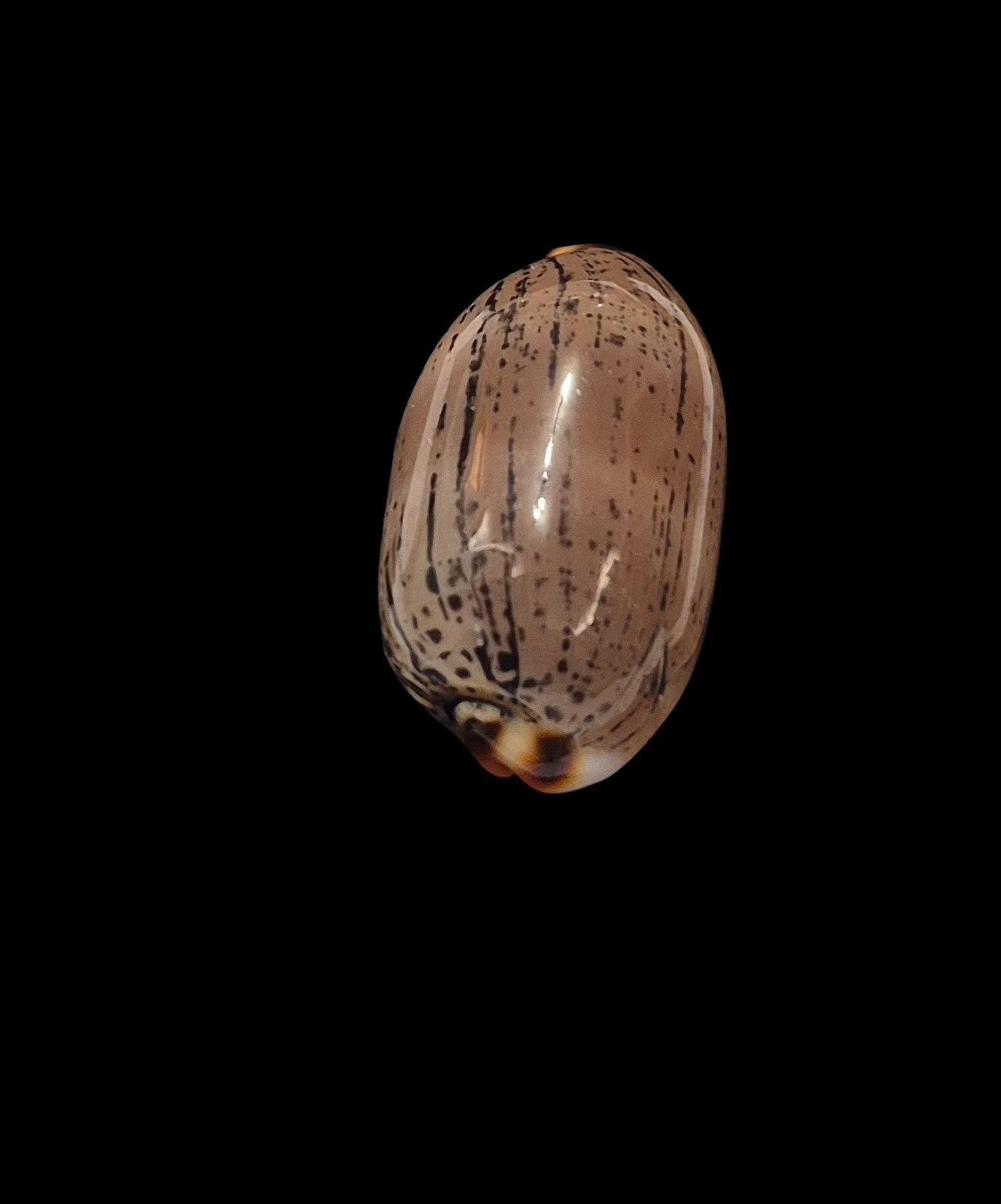 BC401 Luria isabella controversa - GREAT PATTERN - Image 4