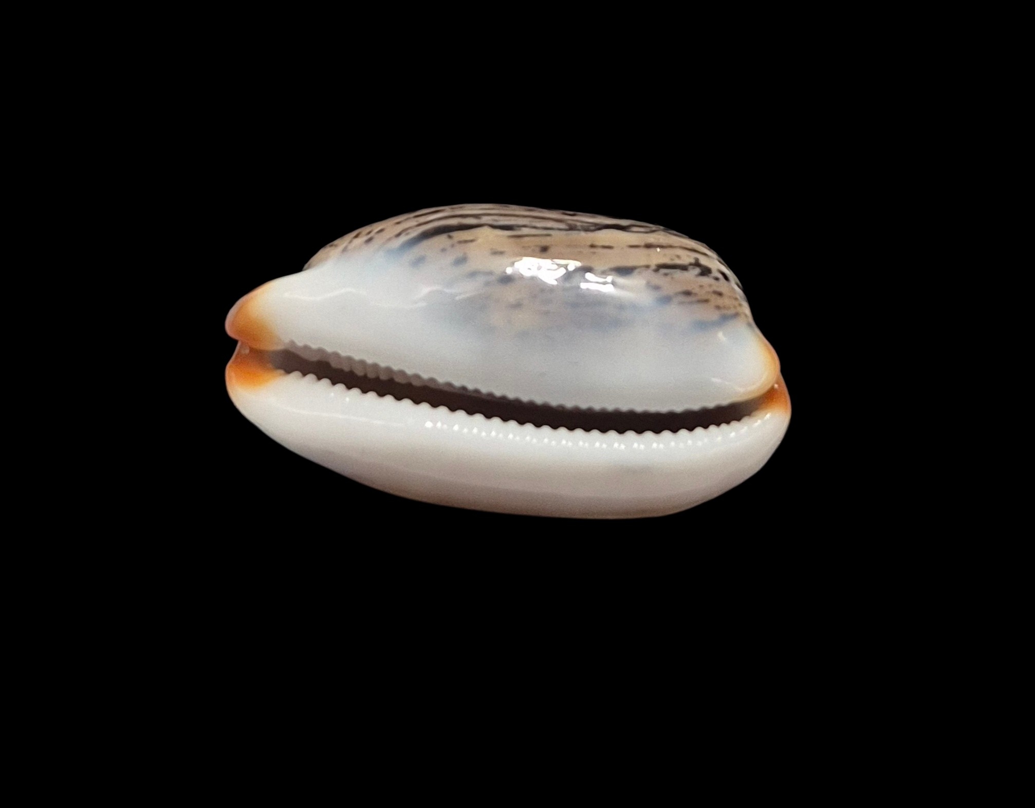 BC401 Luria isabella controversa - GREAT PATTERN - Image 5