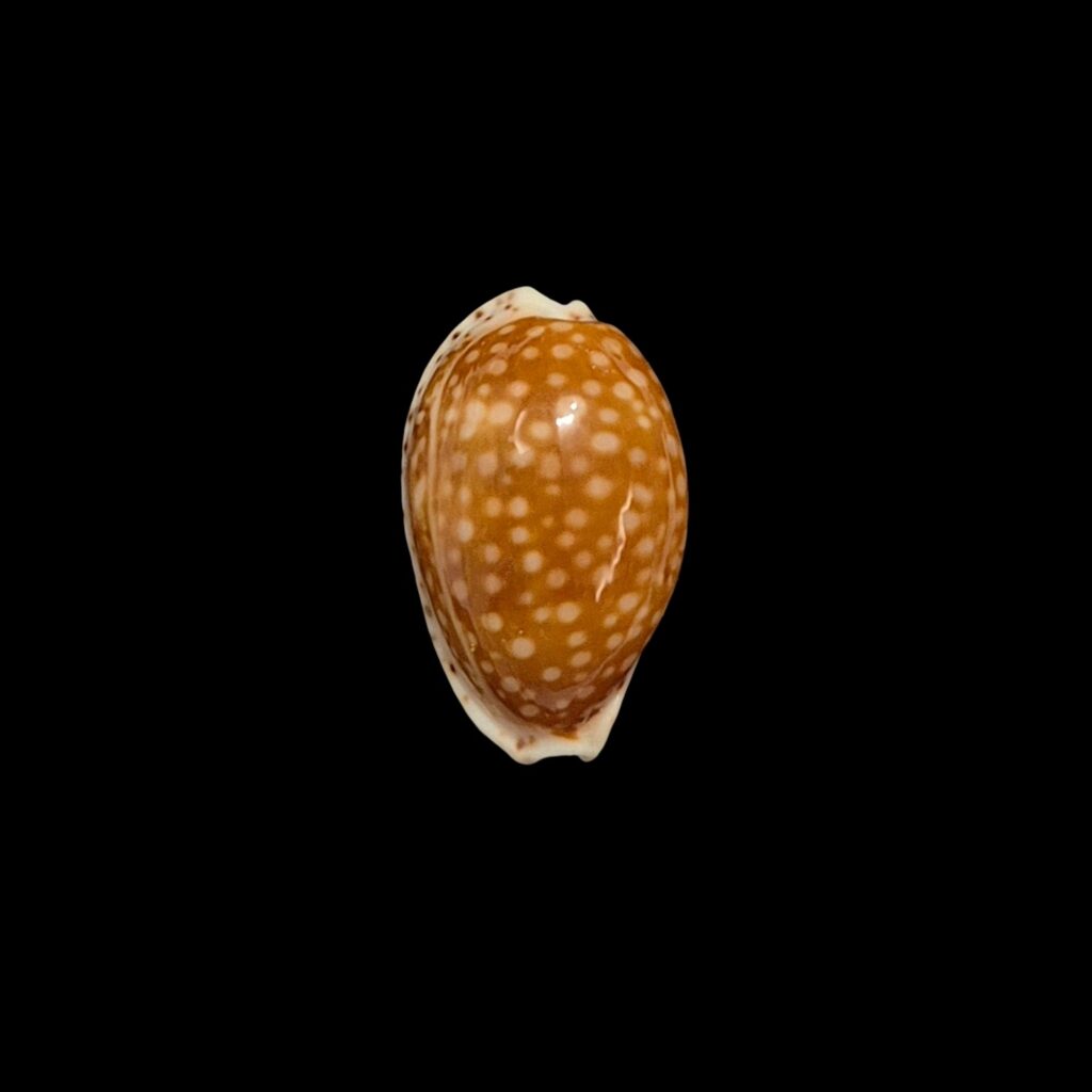 BC404 Cribrarula gaskoini - SELECTED