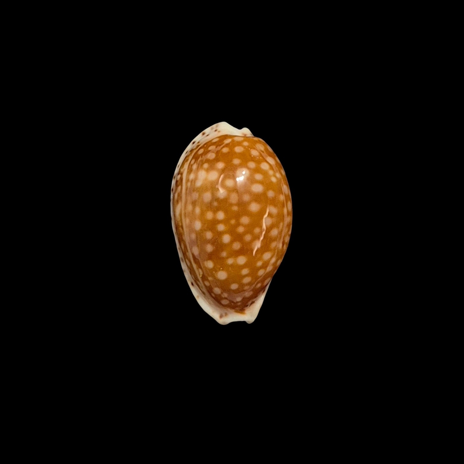 BC404 Cribrarula gaskoini - SELECTED