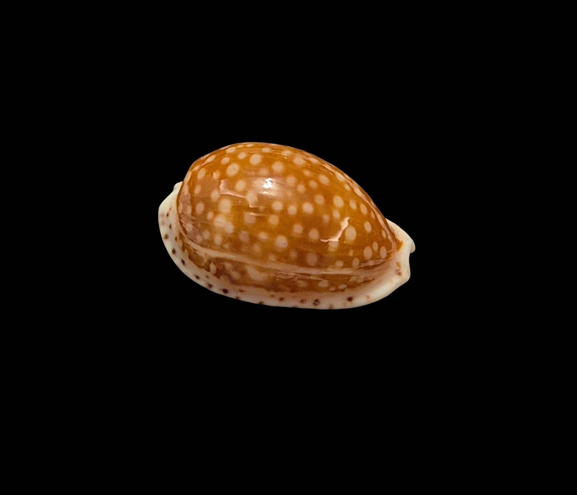 BC404 Cribrarula gaskoini - SELECTED - Image 2