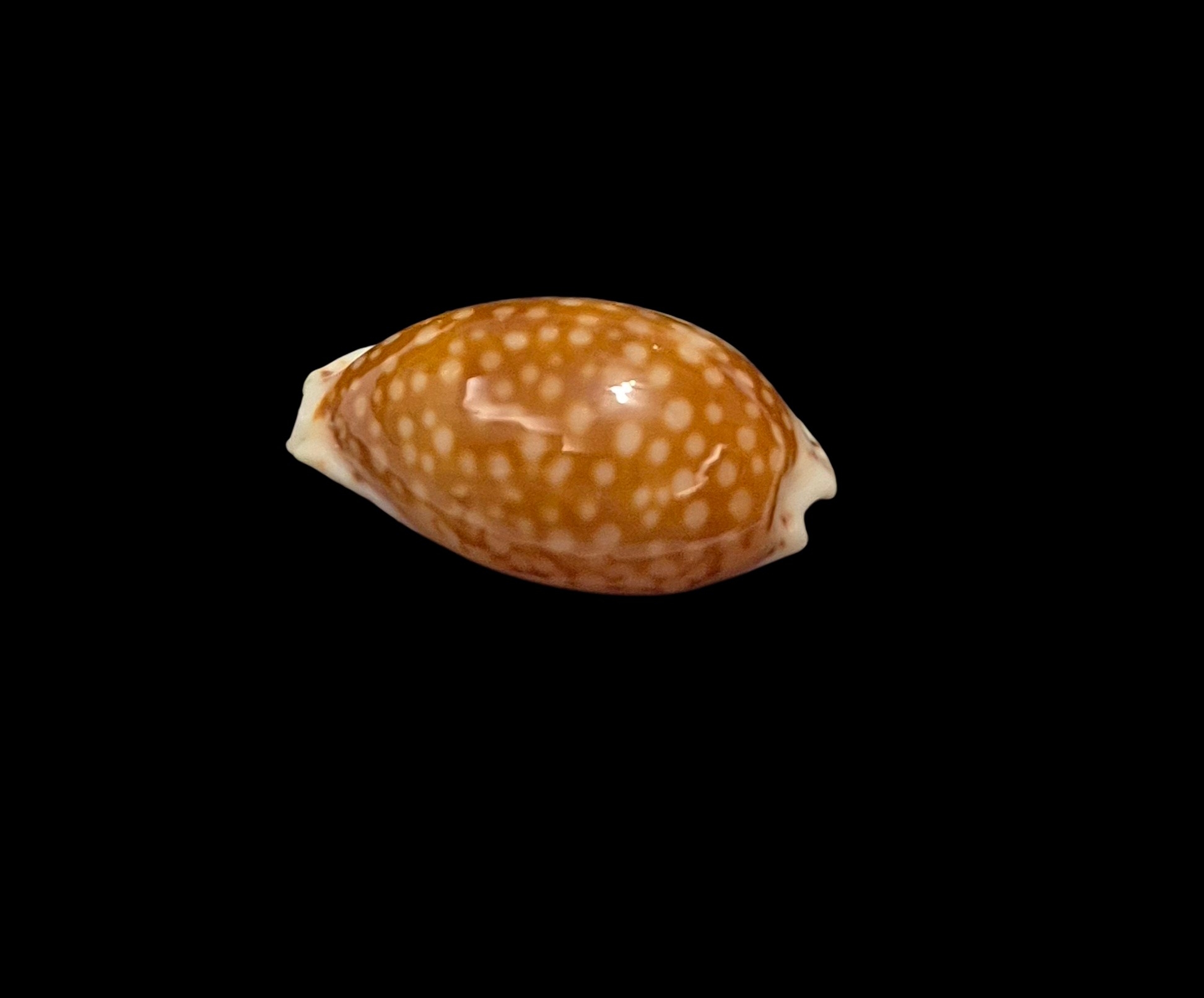 BC404 Cribrarula gaskoini - SELECTED - Image 3