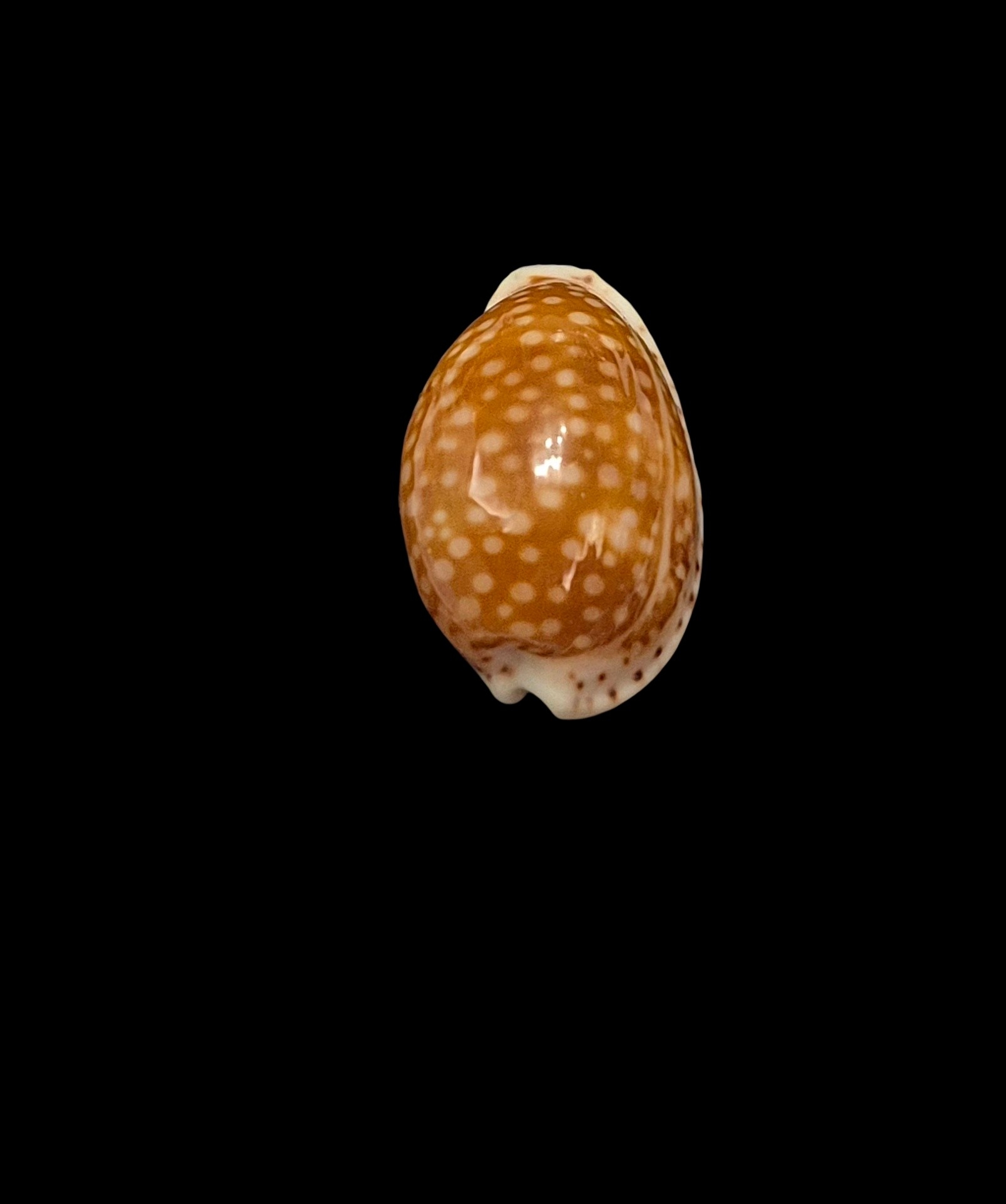 BC404 Cribrarula gaskoini - SELECTED - Image 4