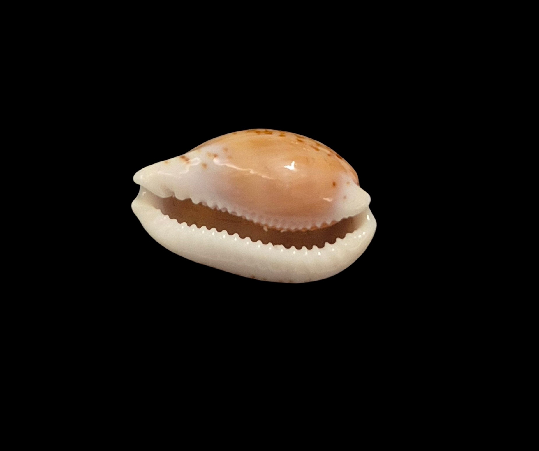 BC404 Cribrarula gaskoini - SELECTED - Image 5