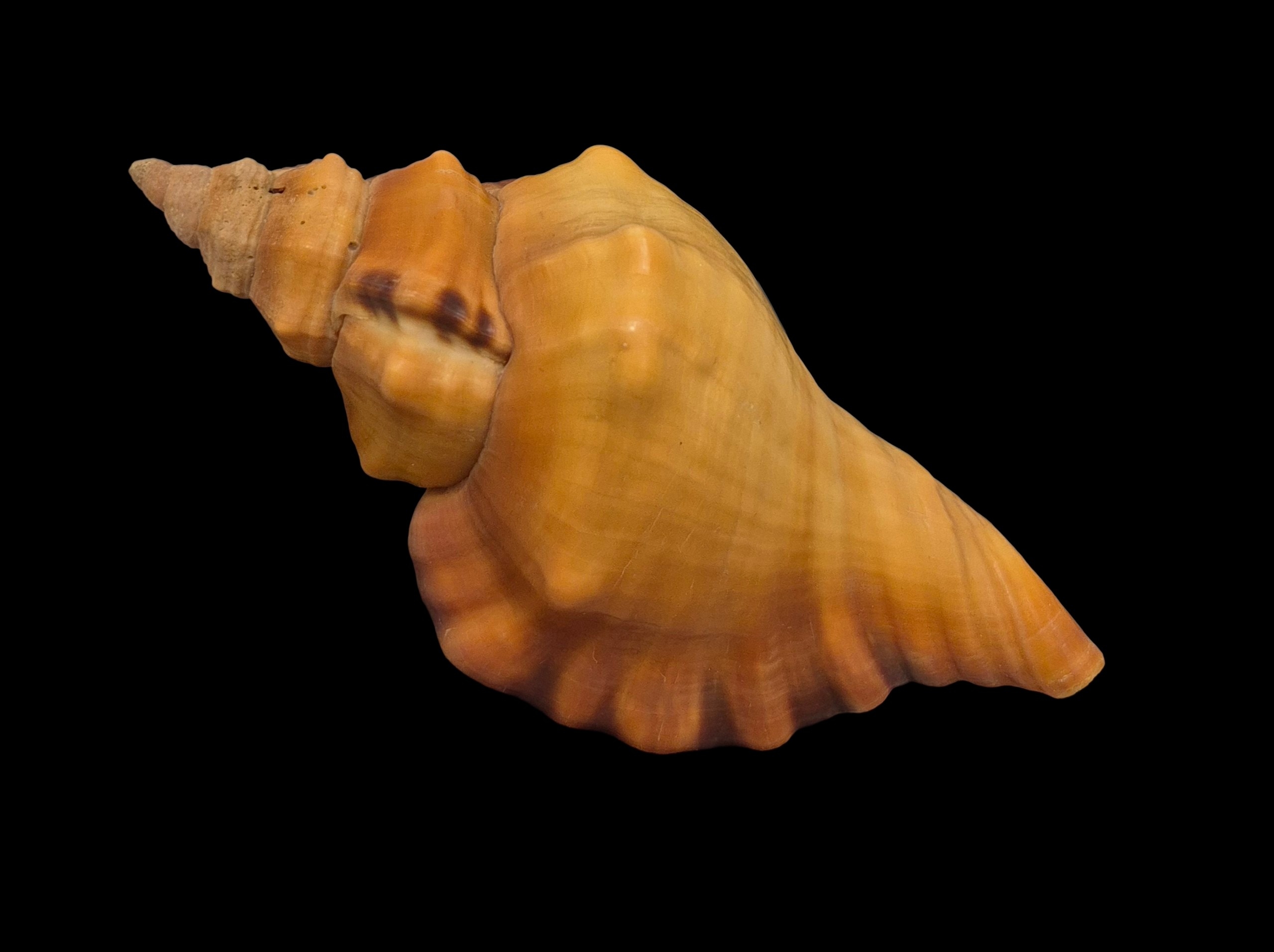 BC408 Cymatium tigrinum - GREAT RARITY - Image 7