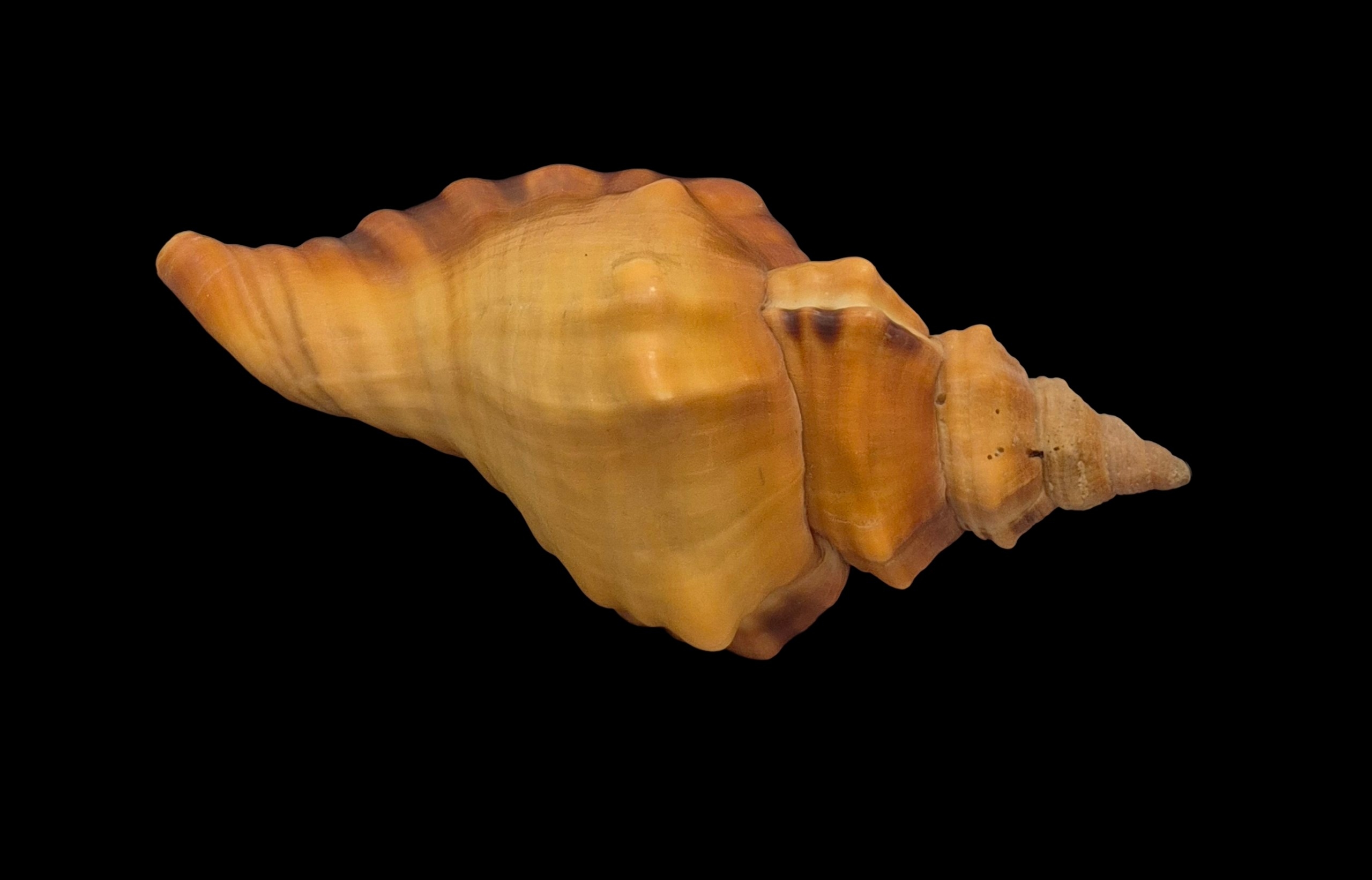 BC408 Cymatium tigrinum - GREAT RARITY - Image 4