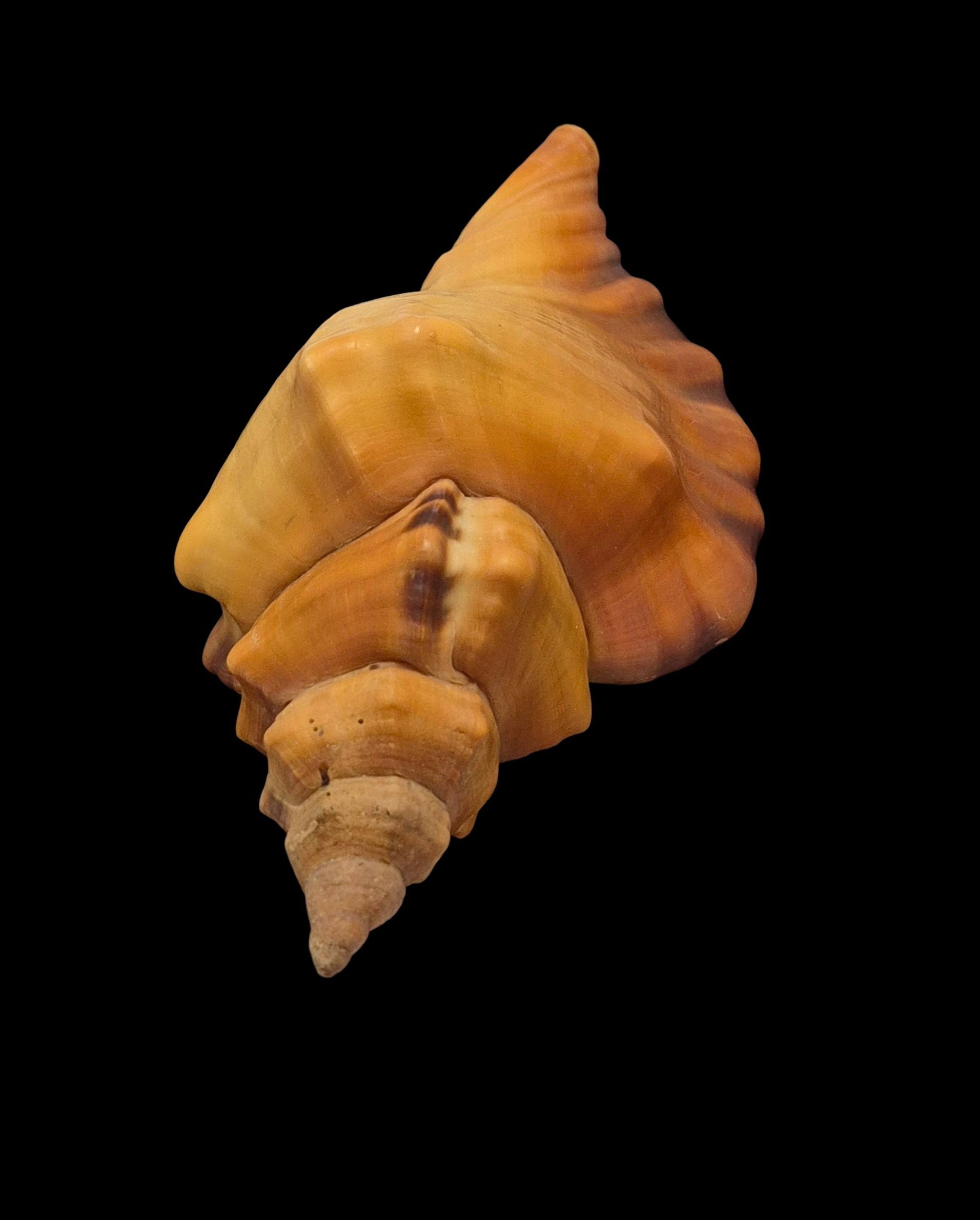 BC408 Cymatium tigrinum - GREAT RARITY - Image 5