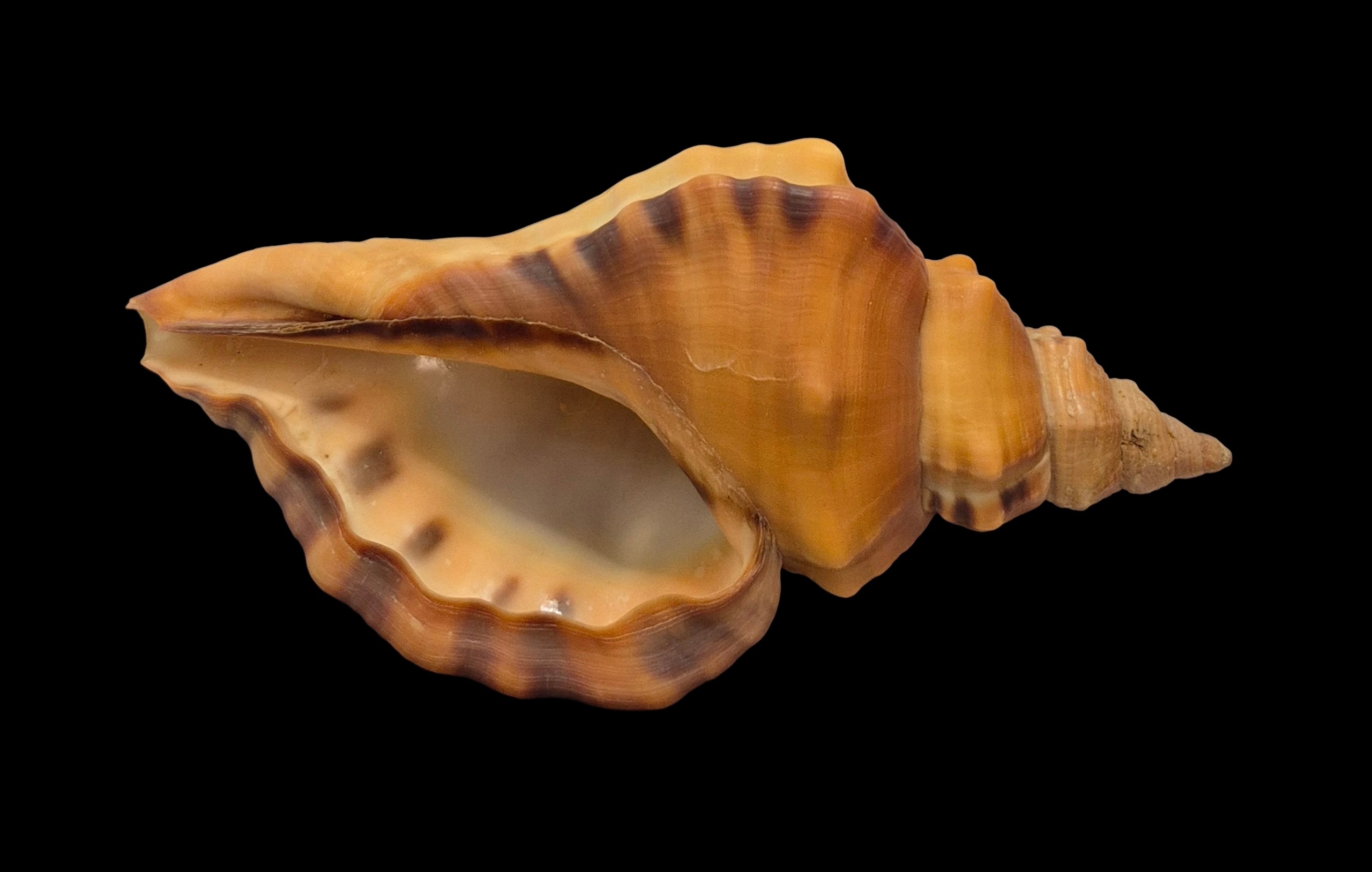 BC408 Cymatium tigrinum - GREAT RARITY - Image 6