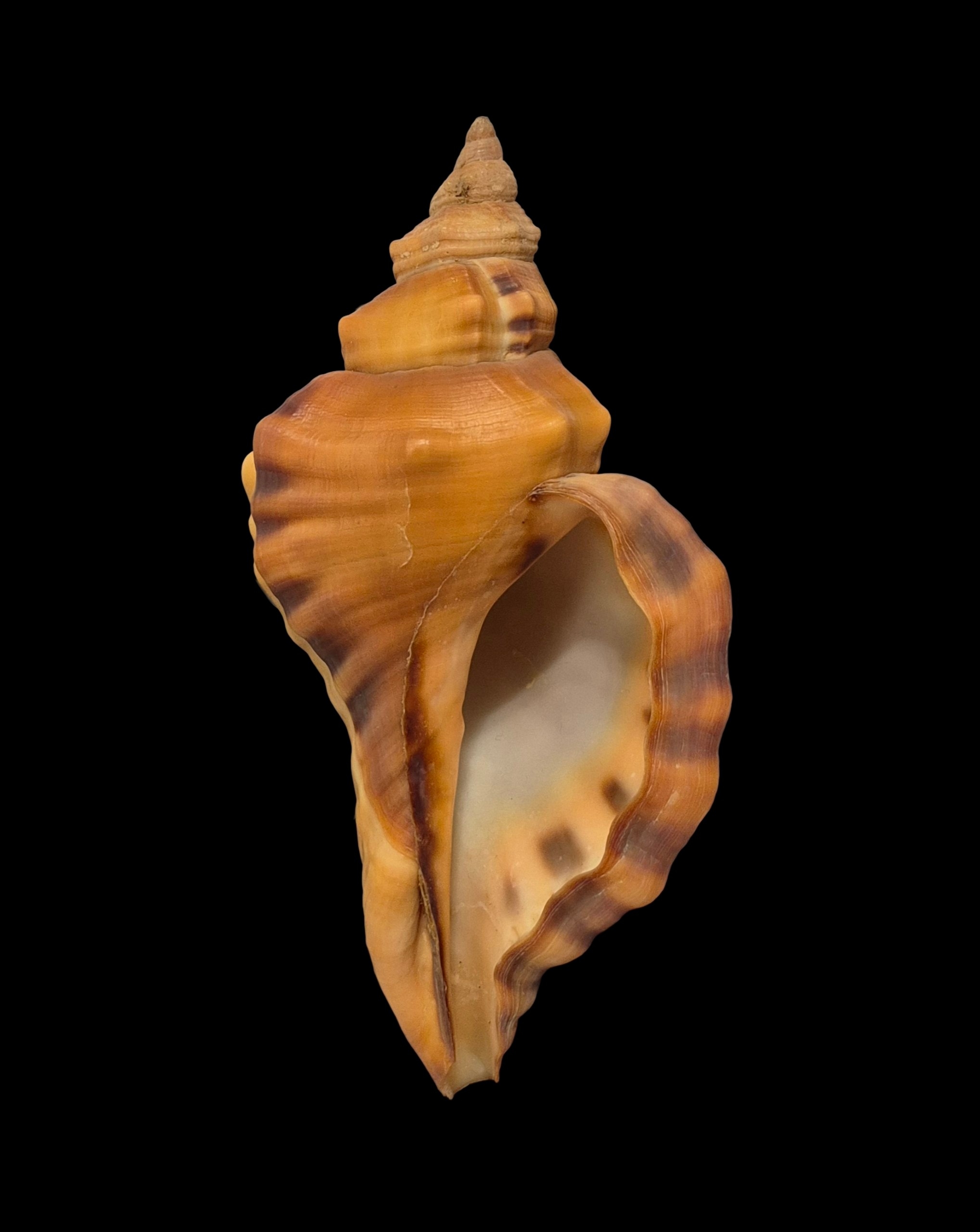 BC408 Cymatium tigrinum - GREAT RARITY - Image 2