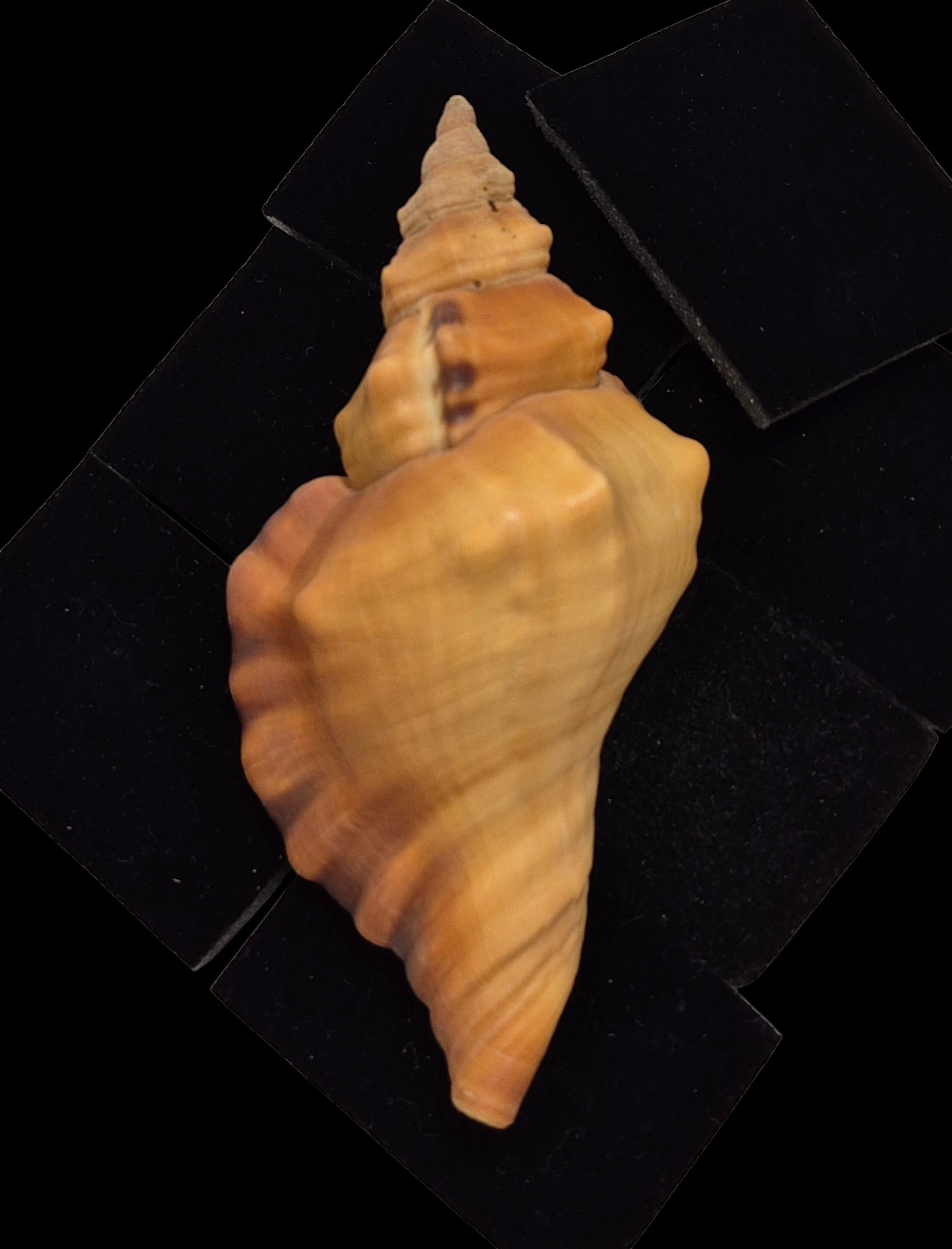 BC408 Cymatium tigrinum - GREAT RARITY - Image 8
