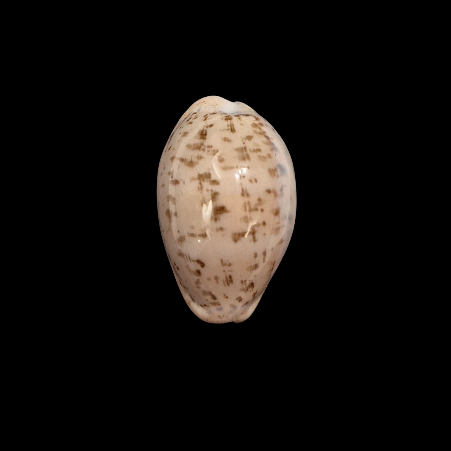 BC141 Luria cinerea brasiliensis