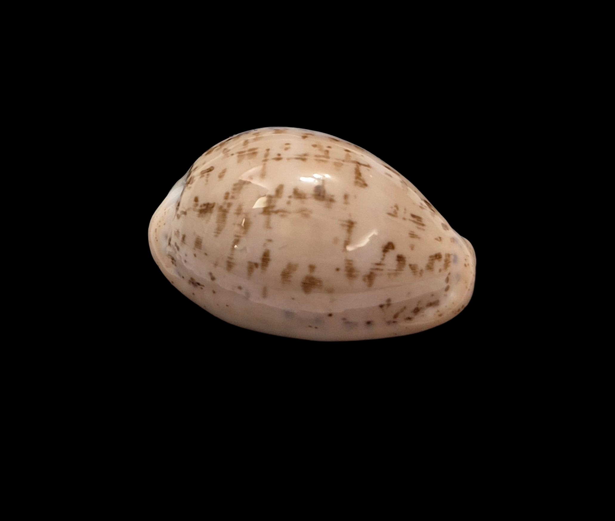BC141 Luria cinerea brasiliensis - Image 2