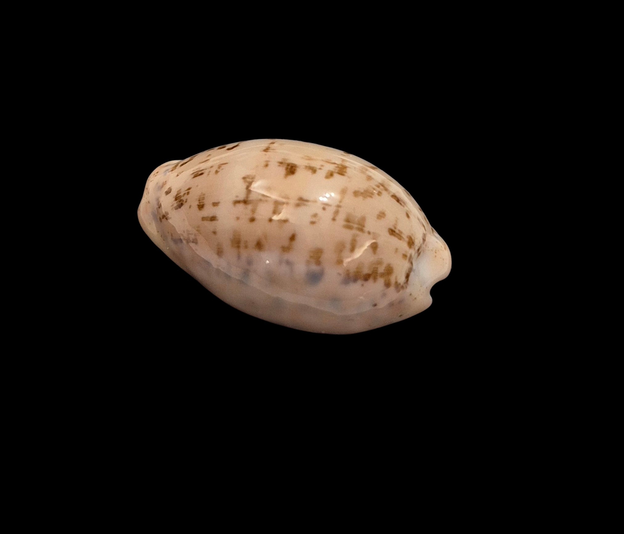 BC141 Luria cinerea brasiliensis - Image 3