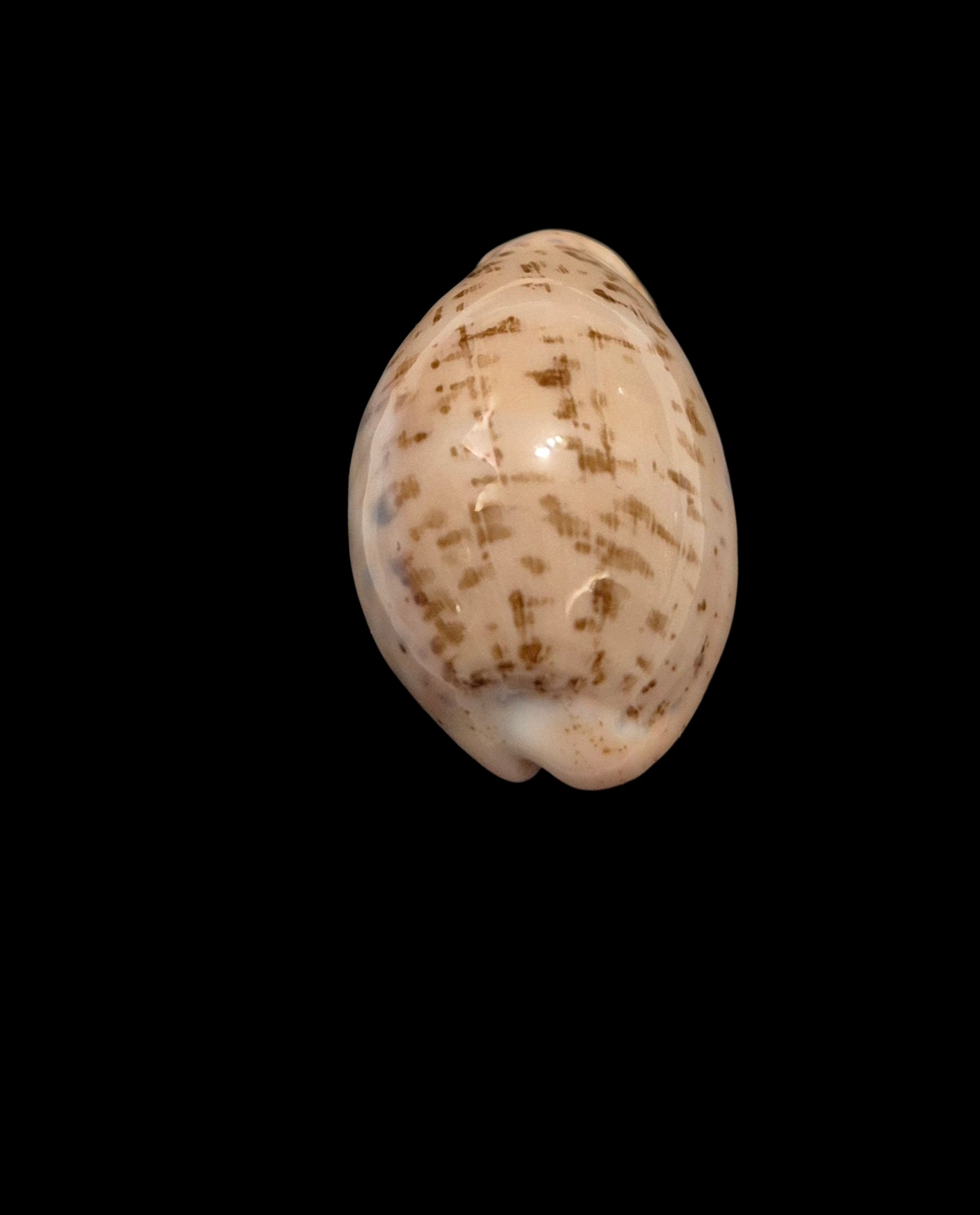 BC141 Luria cinerea brasiliensis - Image 4
