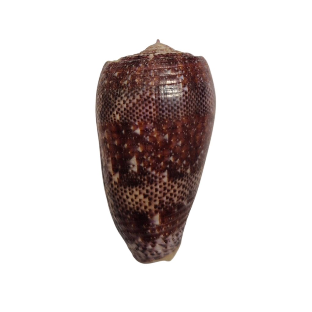 BC433 Conus adamsonii w/o - AWESOME GIANT