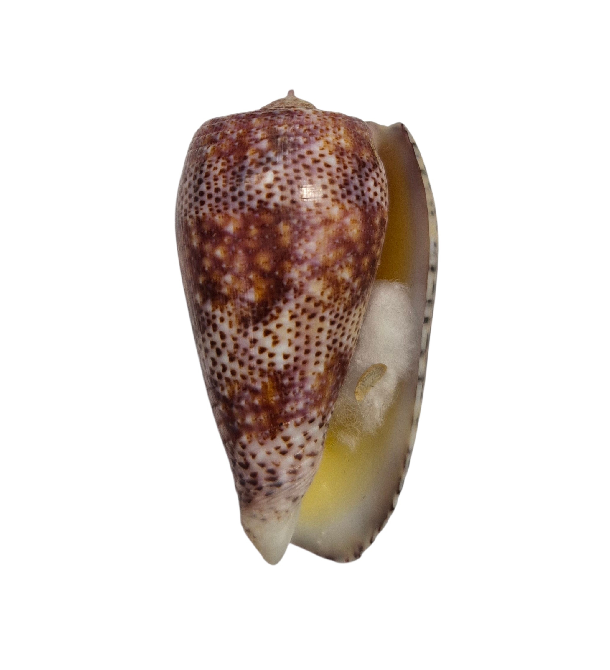 BC433 Conus adamsonii w/o - AWESOME GIANT - Image 2