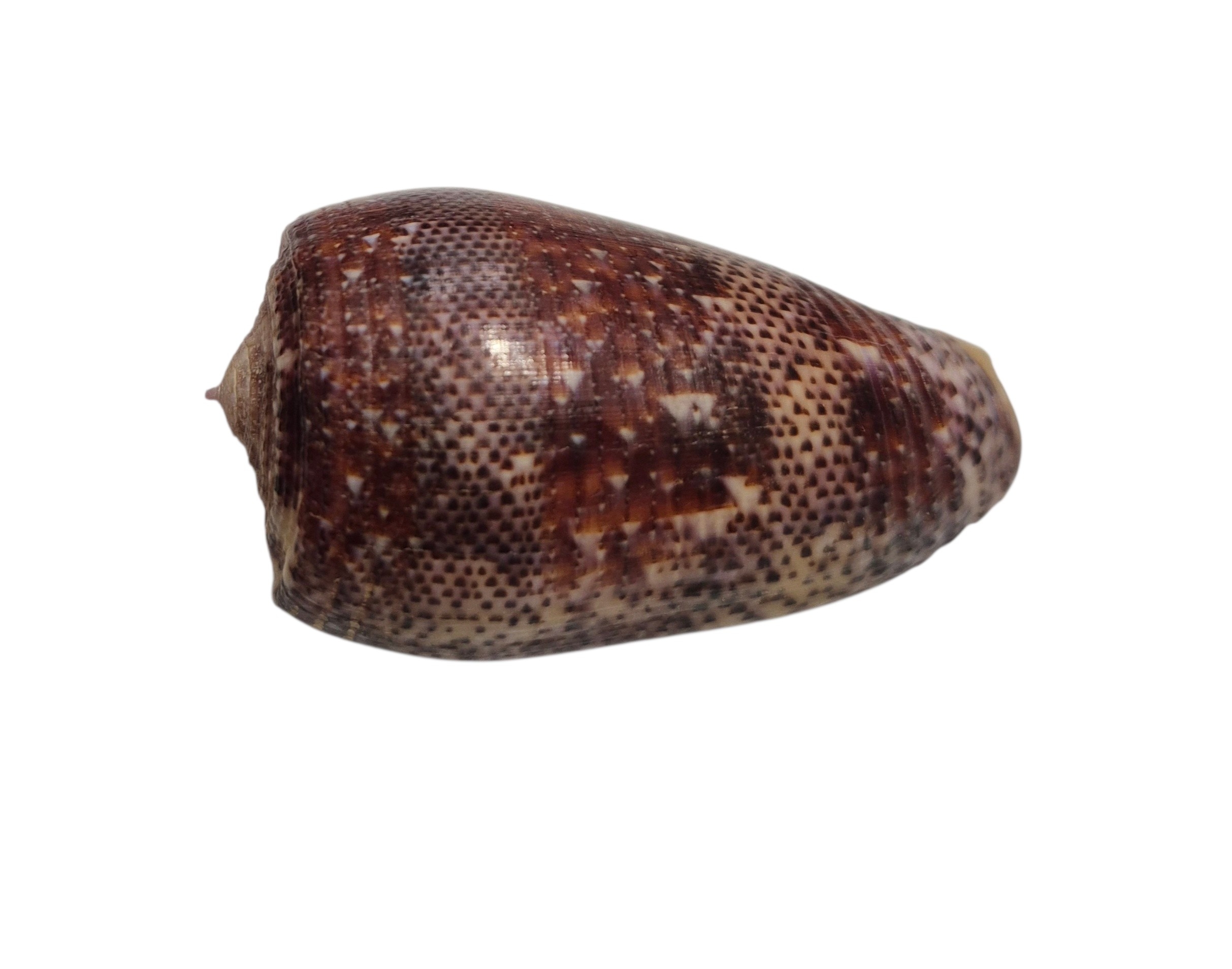 BC433 Conus adamsonii w/o - AWESOME GIANT - Image 3