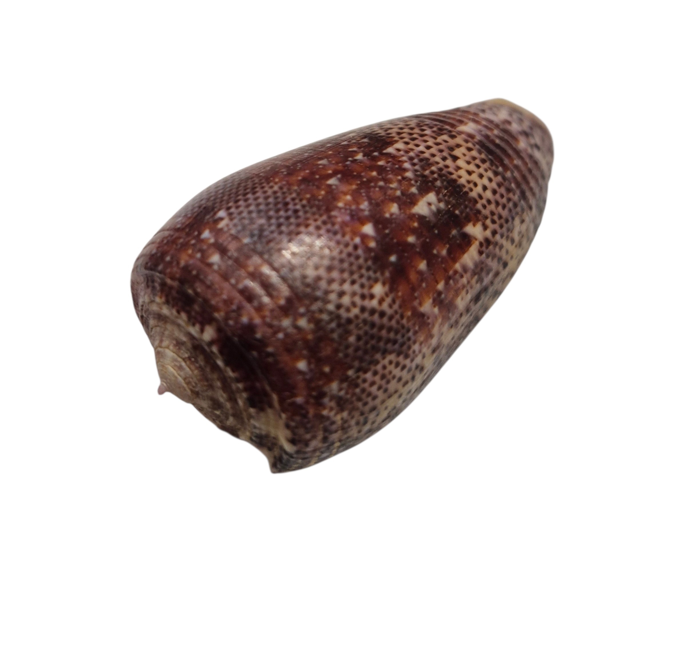 BC433 Conus adamsonii w/o - AWESOME GIANT - Image 4