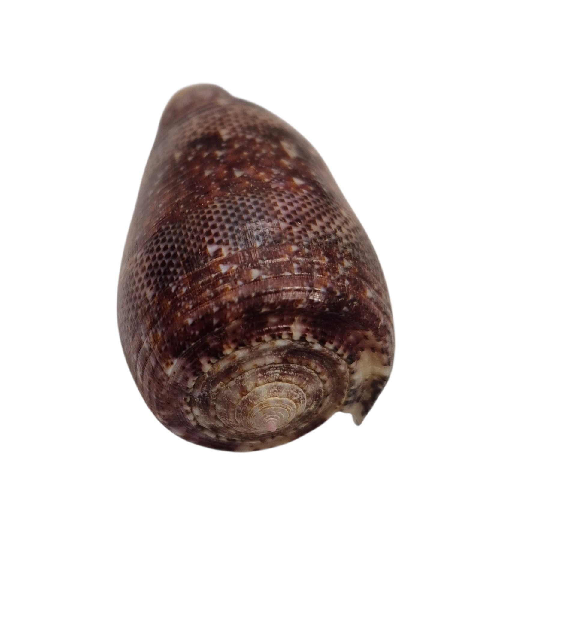 BC433 Conus adamsonii w/o - AWESOME GIANT - Image 5