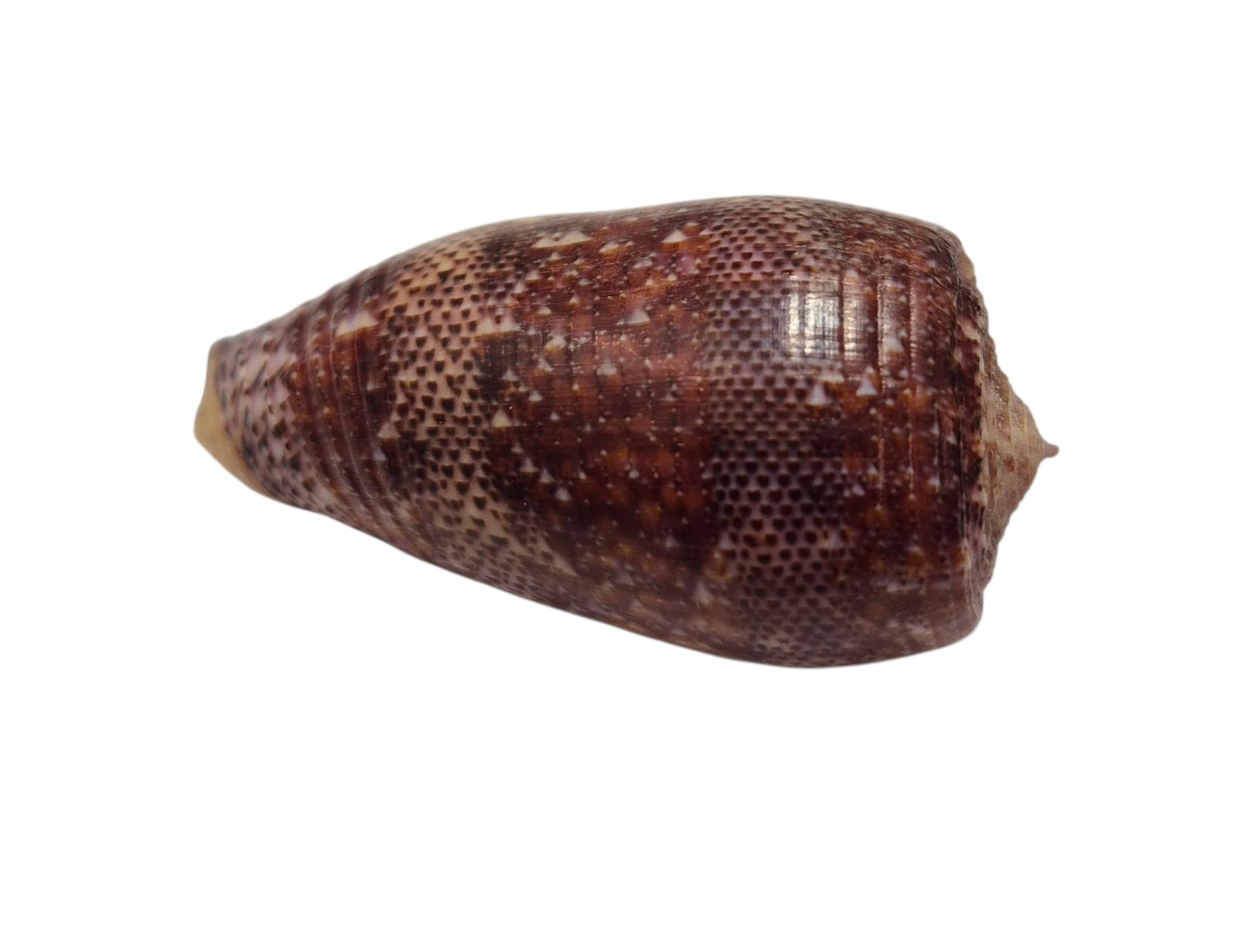 BC433 Conus adamsonii w/o - AWESOME GIANT - Image 8