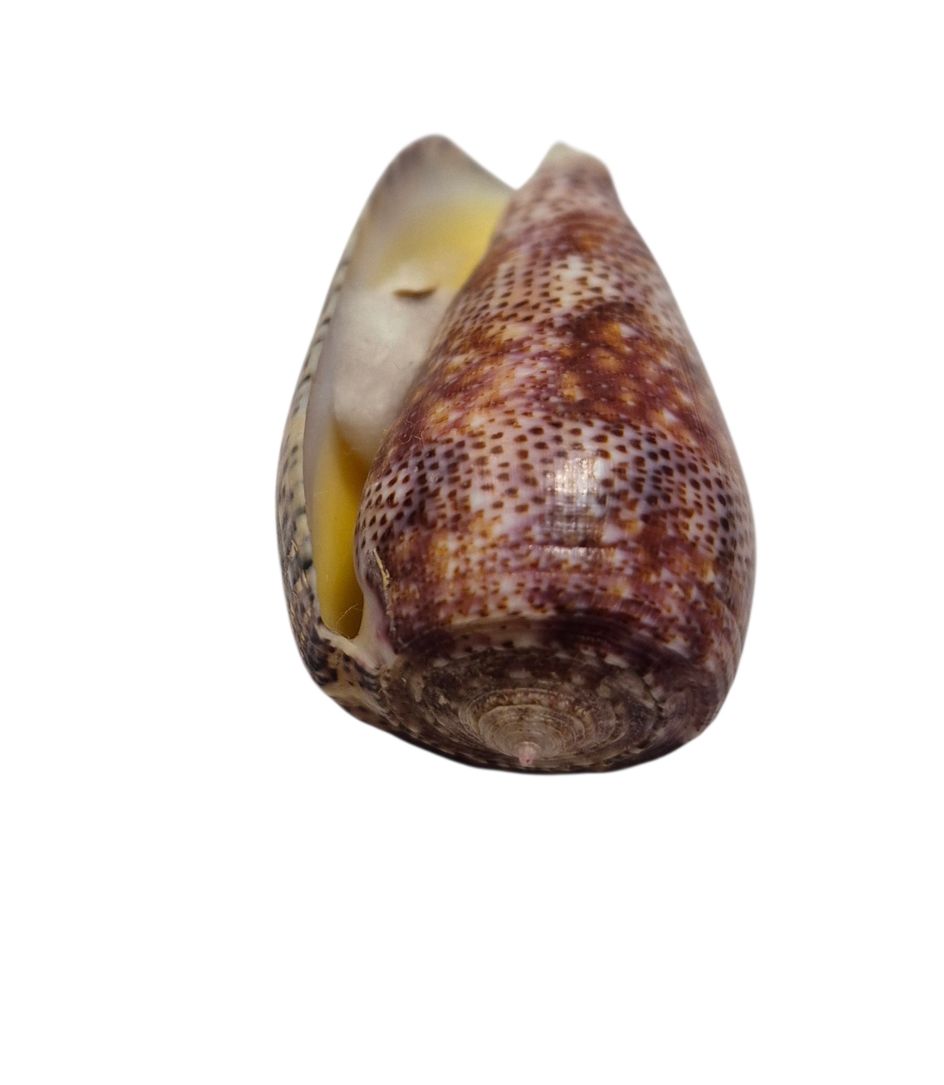 BC433 Conus adamsonii w/o - AWESOME GIANT - Image 7