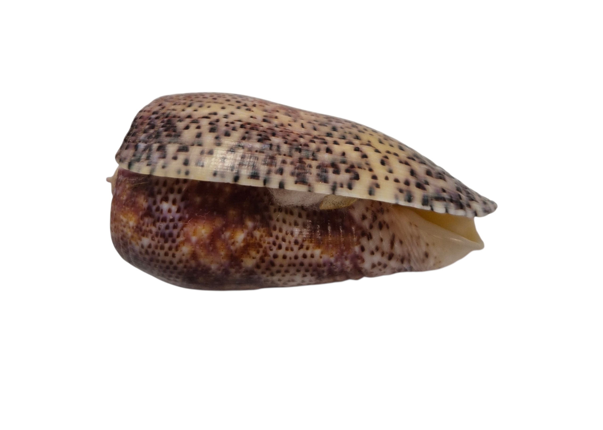 BC433 Conus adamsonii w/o - AWESOME GIANT - Image 6