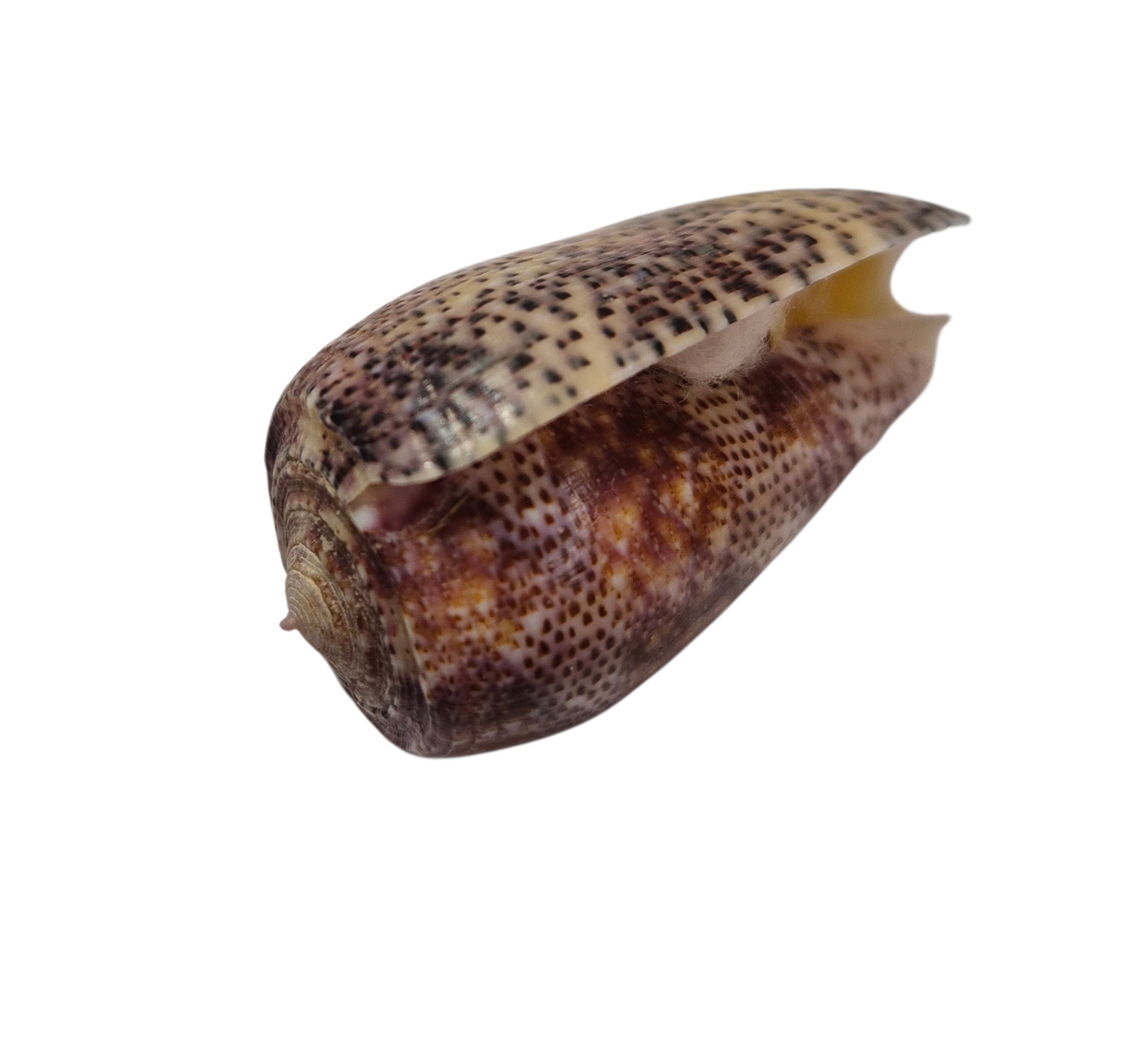 BC433 Conus adamsonii w/o - AWESOME GIANT - Image 9