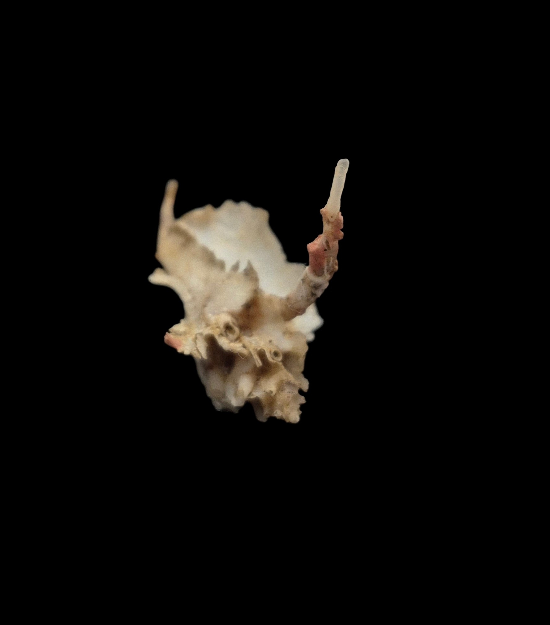 BC434 Typhinellus occlusus - RARELY OFFERED - Image 2