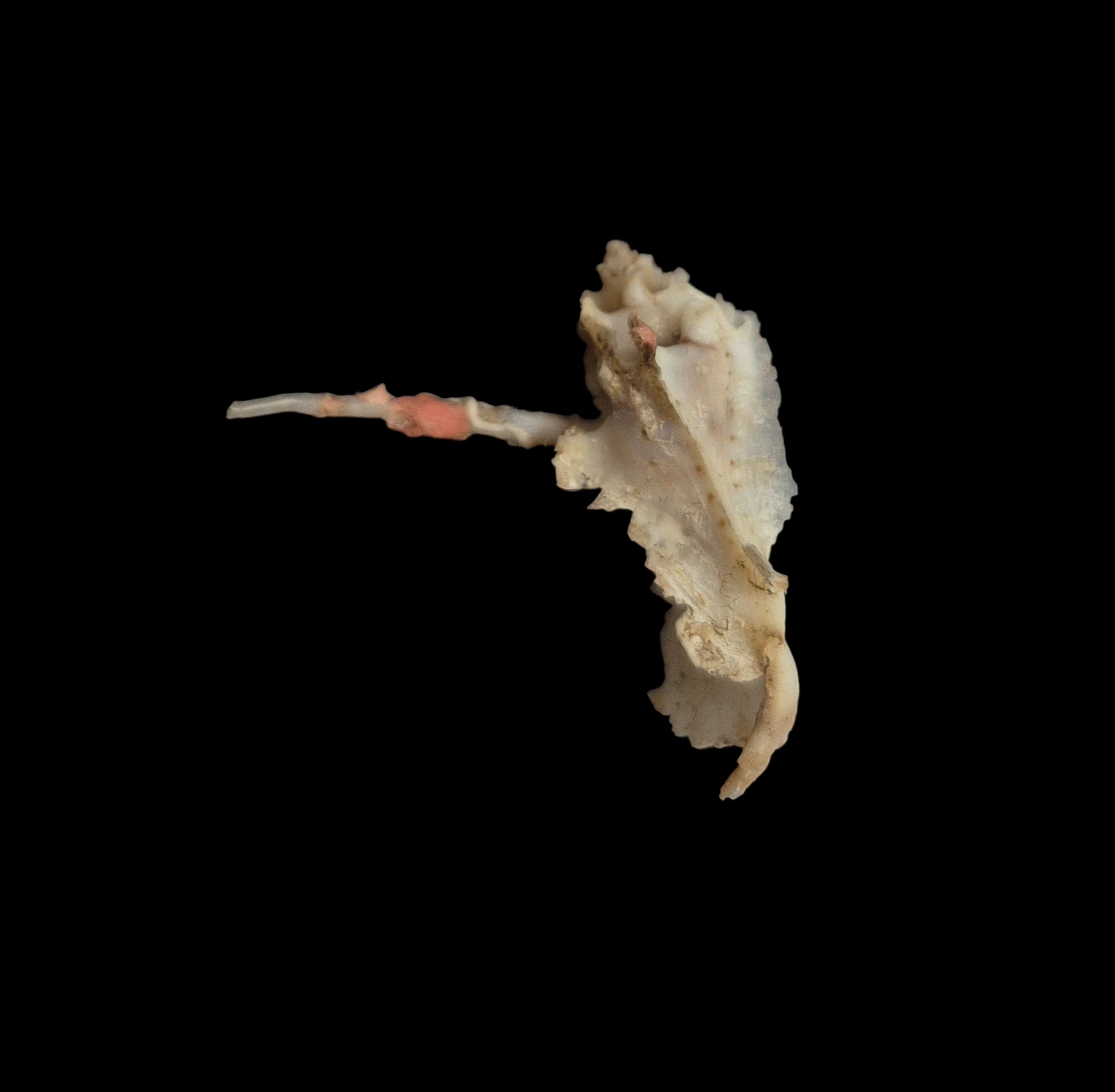BC434 Typhinellus occlusus - RARELY OFFERED - Image 3
