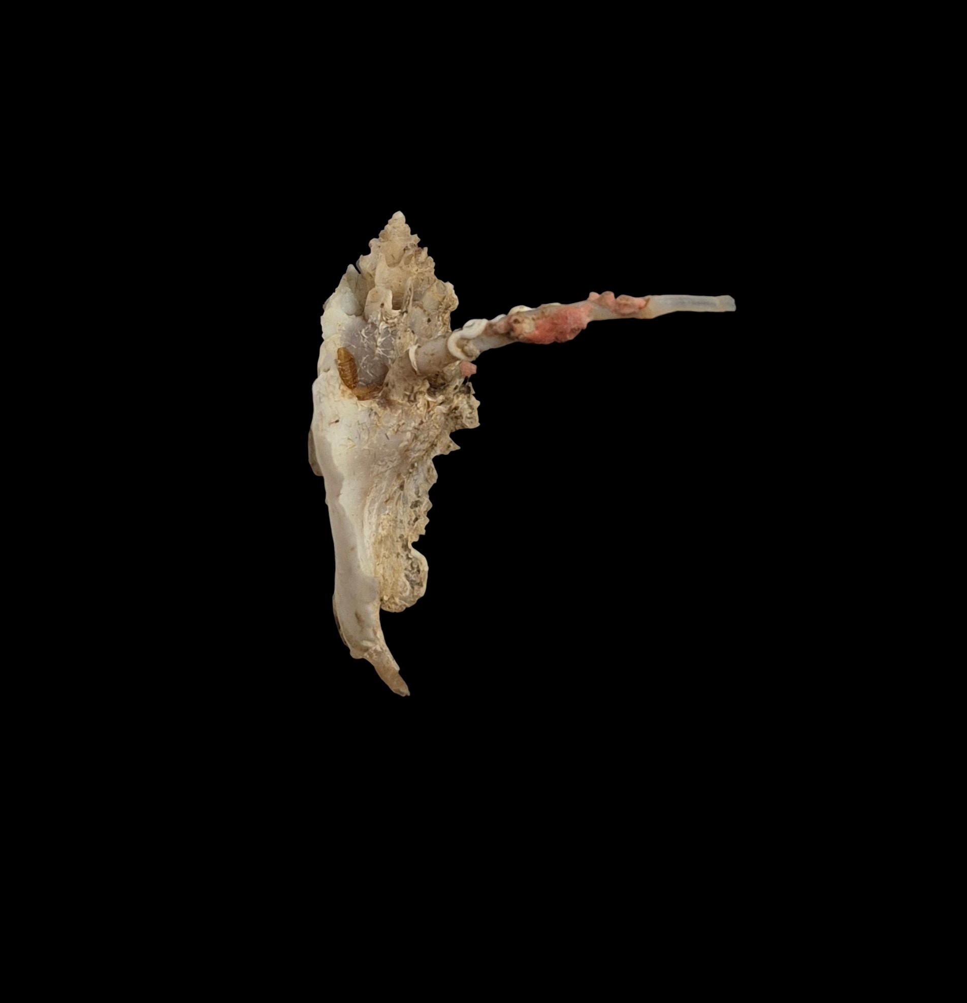 BC434 Typhinellus occlusus - RARELY OFFERED - Image 4