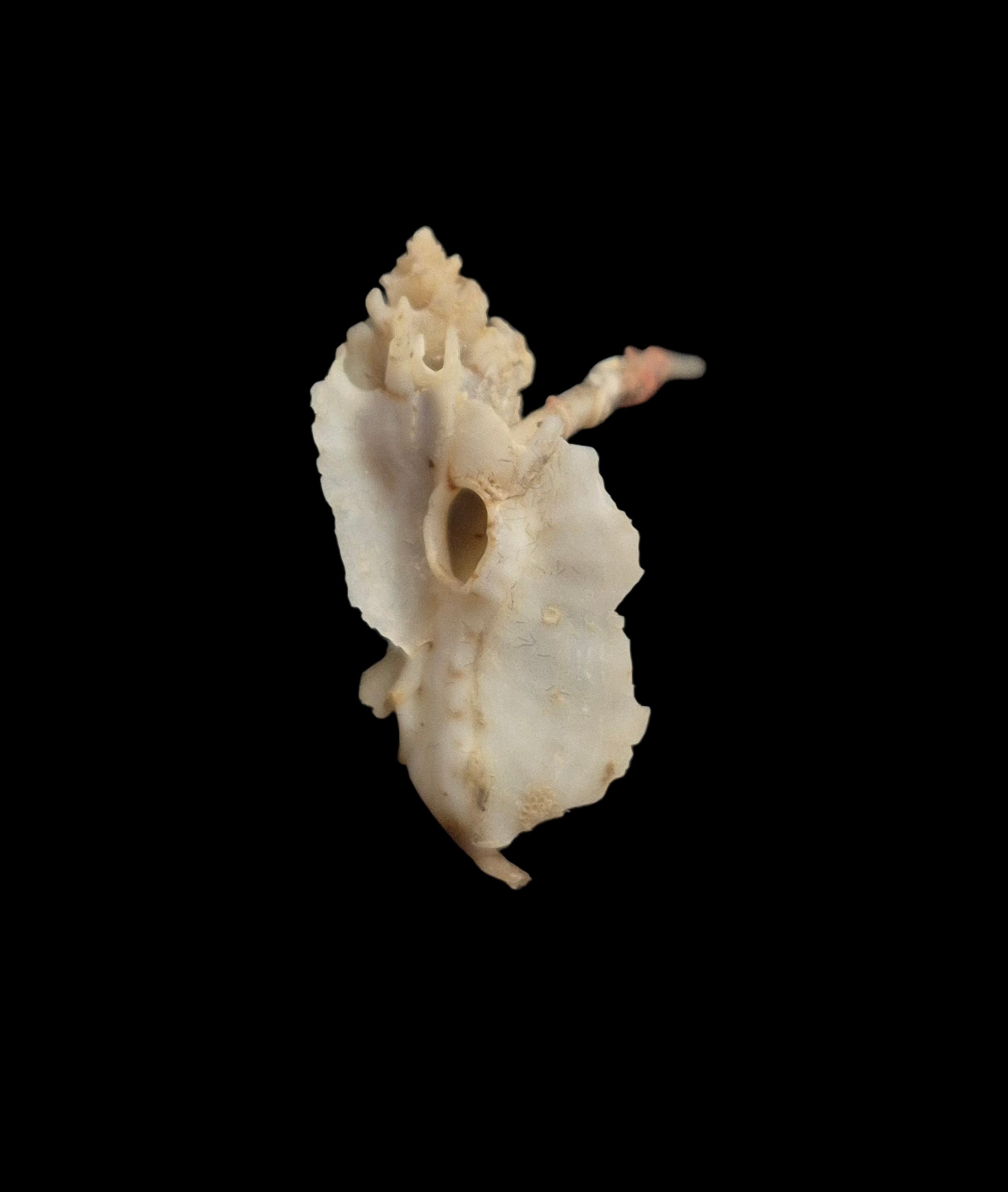BC434 Typhinellus occlusus - RARELY OFFERED - Image 5