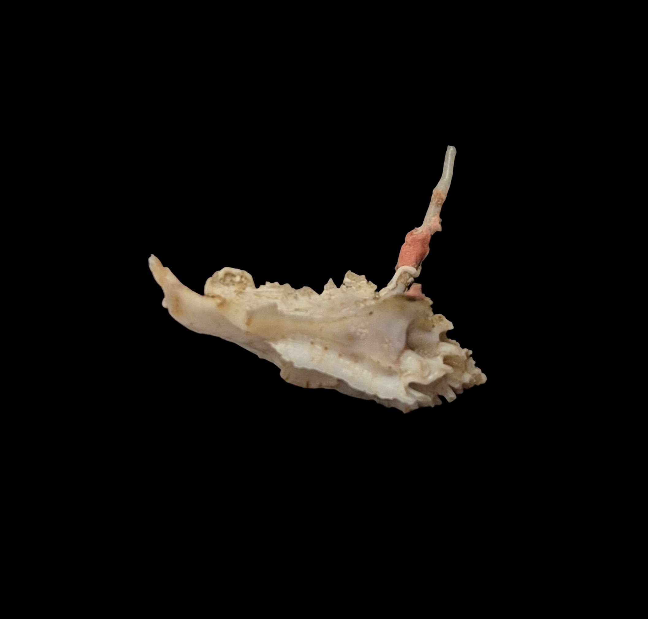 BC434 Typhinellus occlusus - RARELY OFFERED - Image 6
