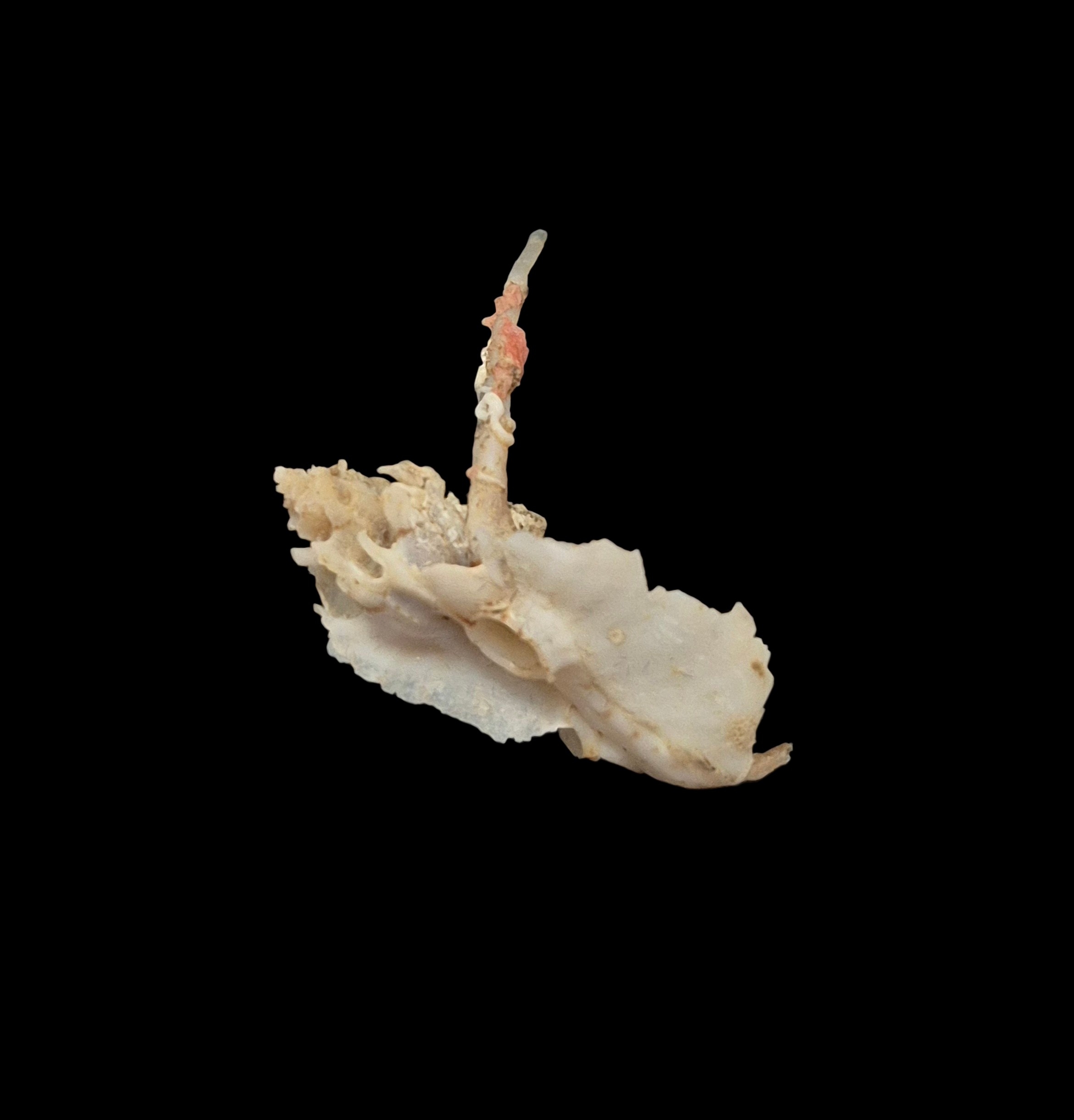 BC434 Typhinellus occlusus - RARELY OFFERED - Image 7