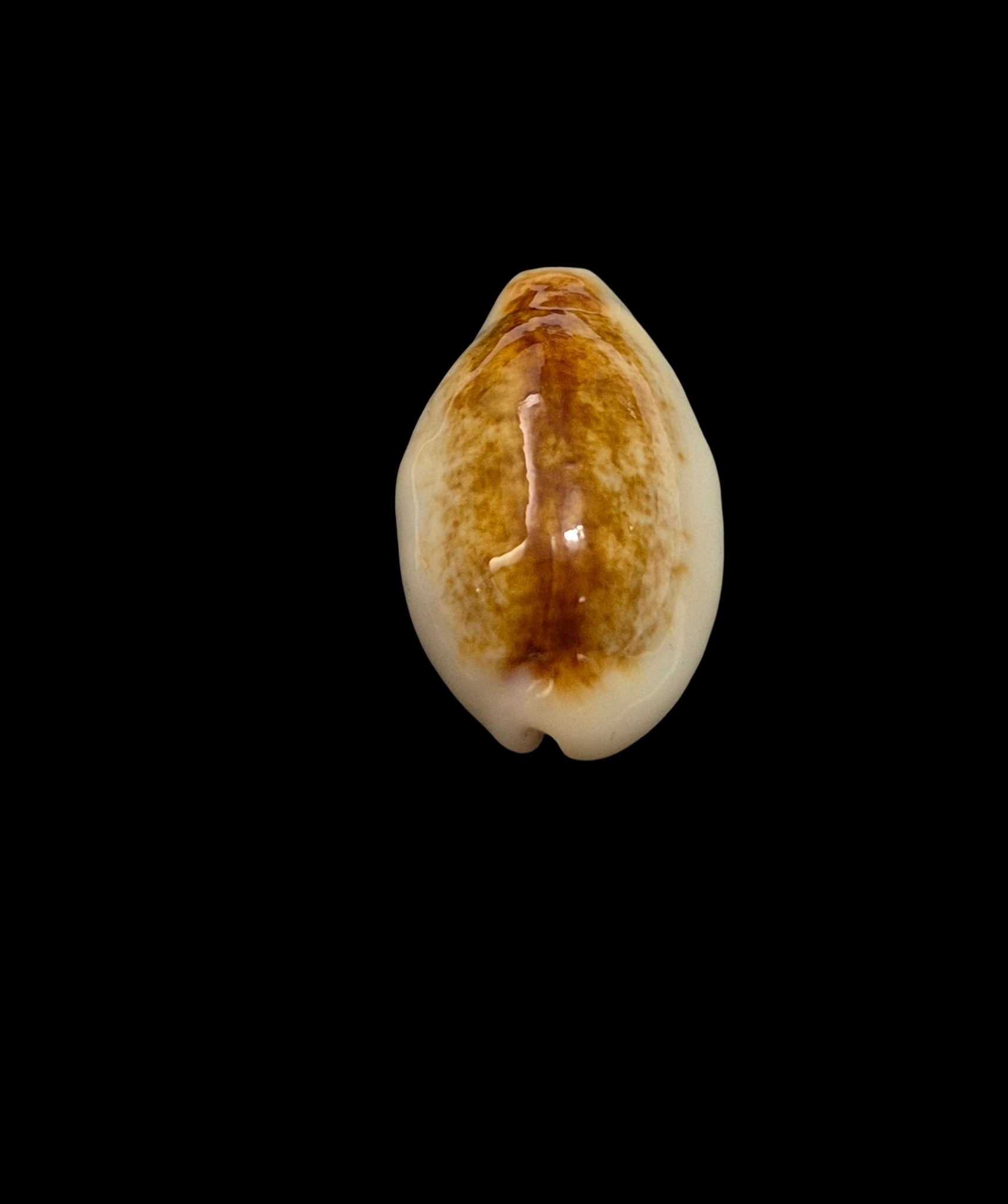 BC440 Blasicrura pallidula rhinoceros - NIGER and ROSTRATED - Image 4