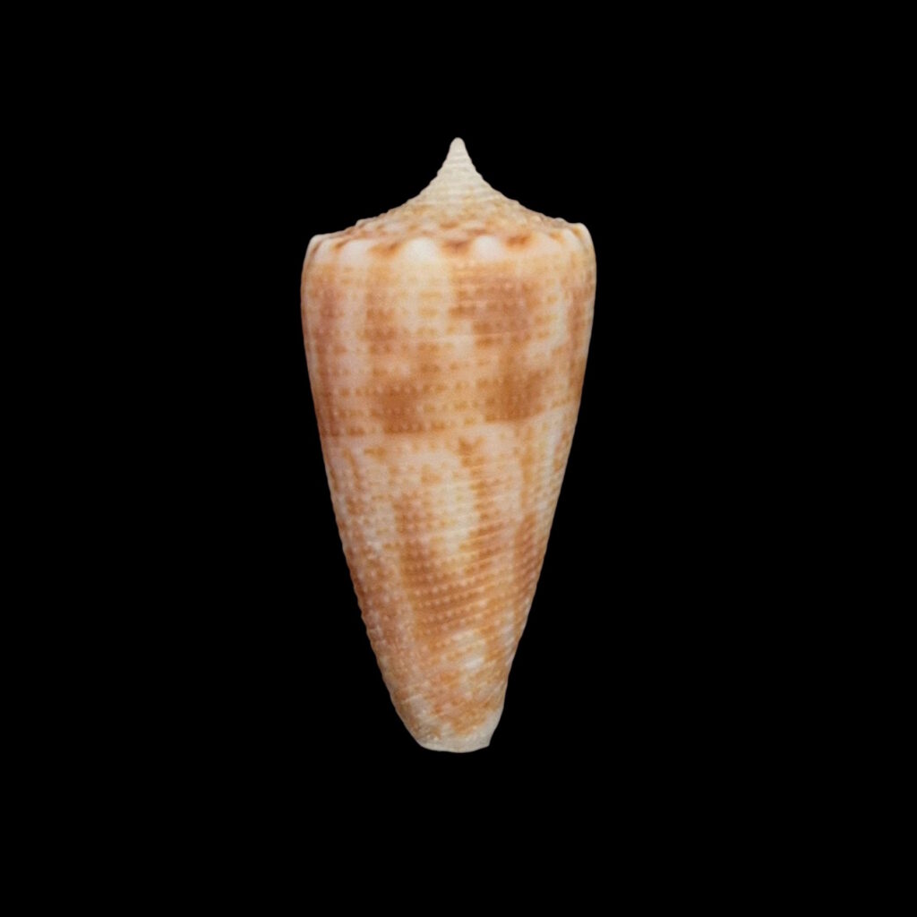 BC446 Conus cf proximus w/o