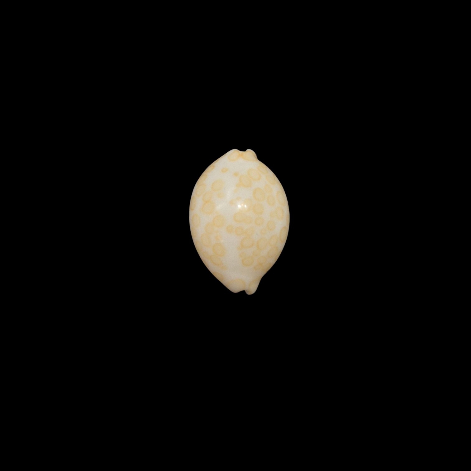 BC442 Annepona mariae - GOOD SIZE - Image 3