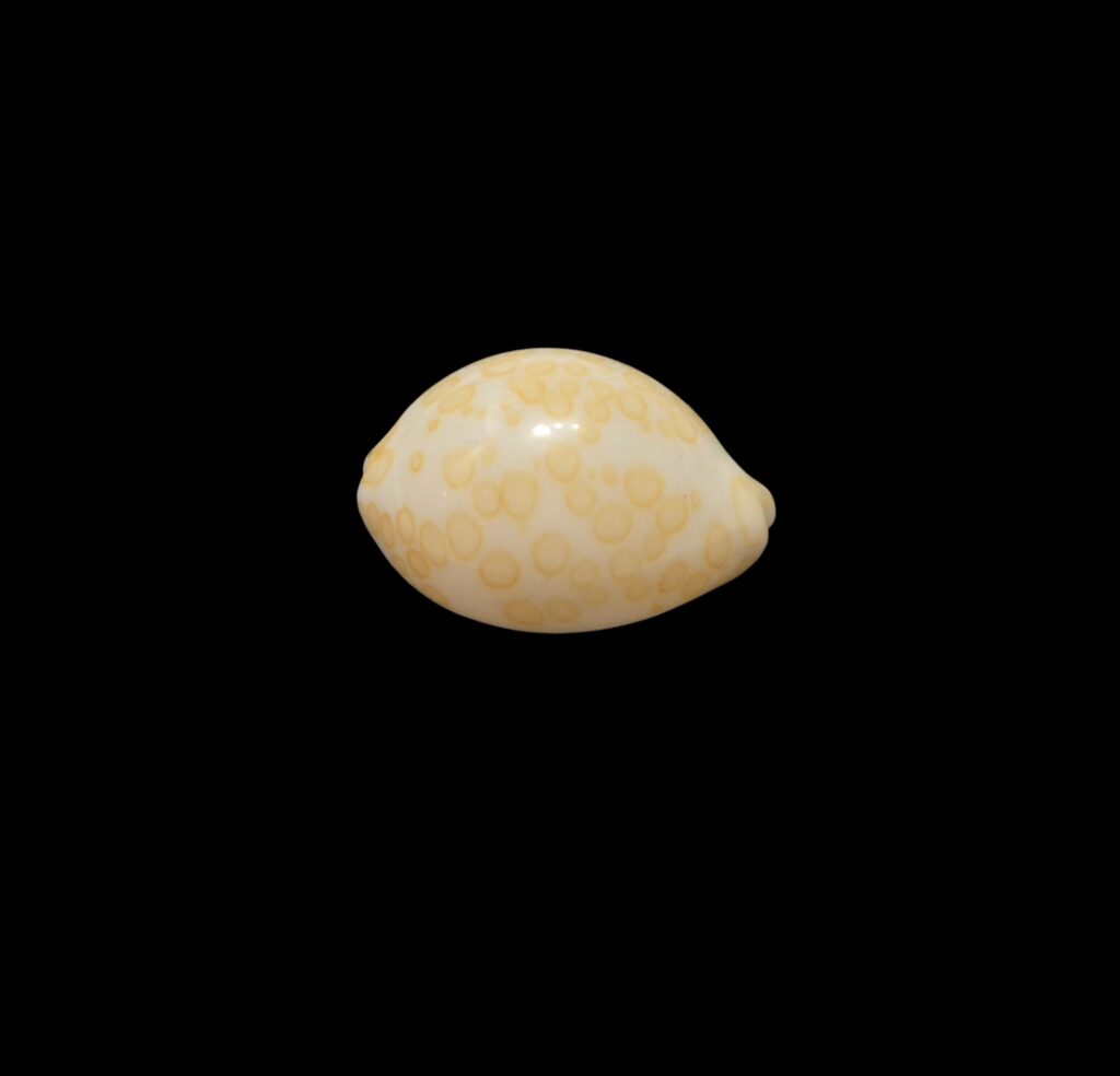 BC442 Annepona mariae - GOOD SIZE