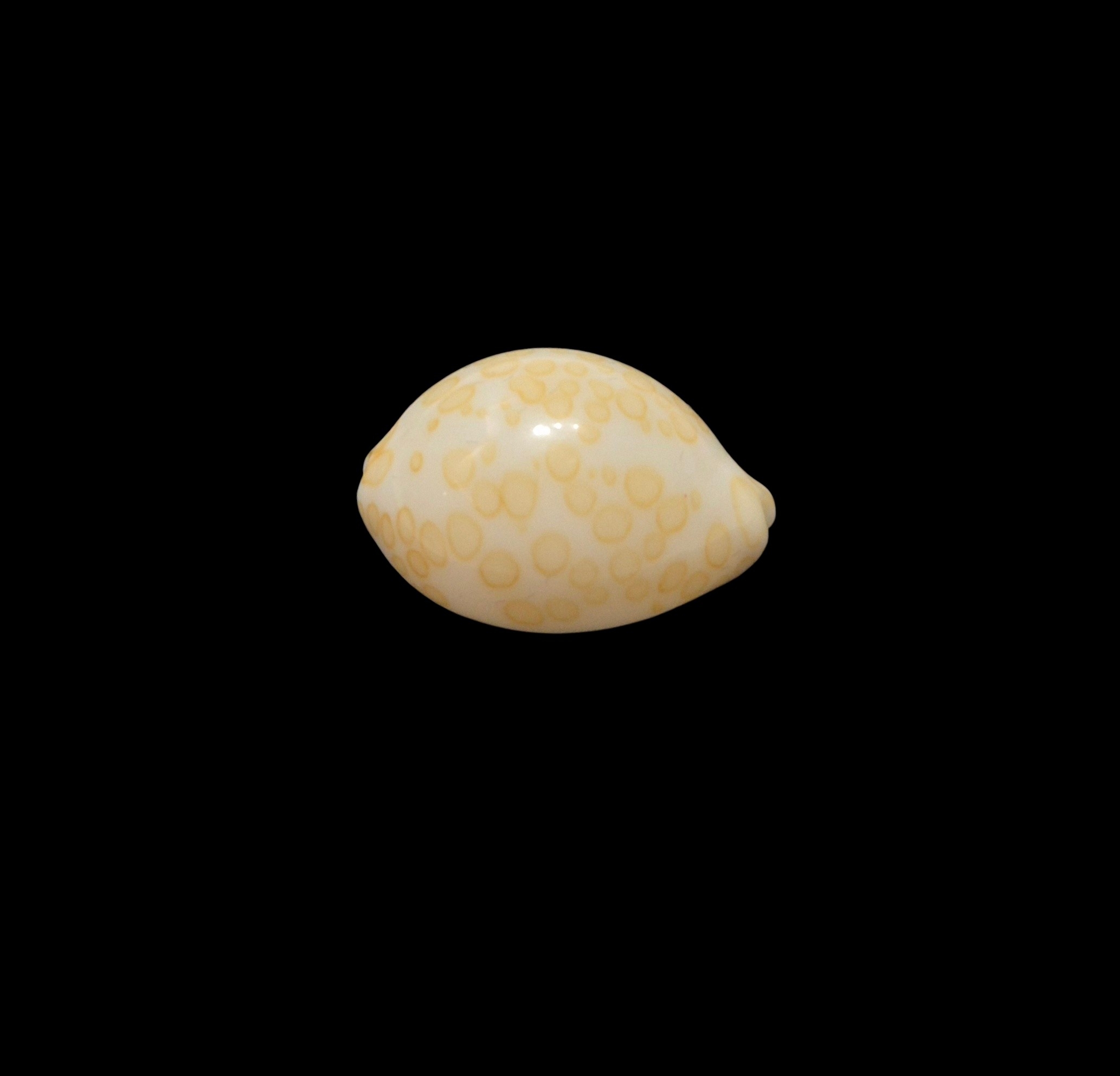 BC442 Annepona mariae - GOOD SIZE