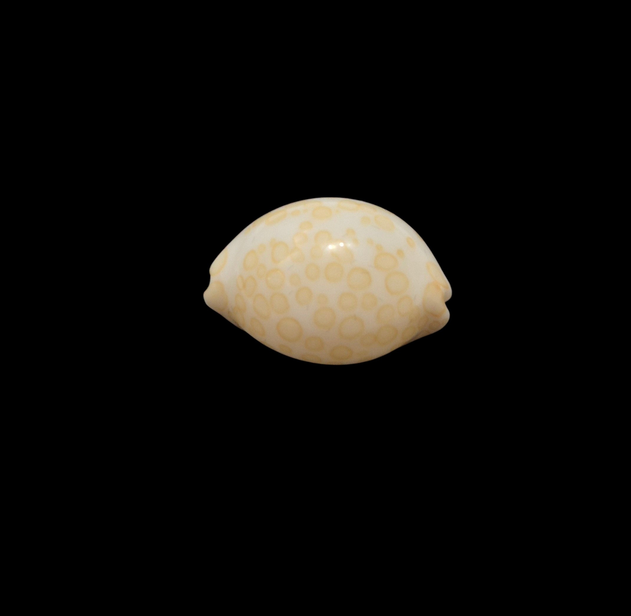 BC442 Annepona mariae - GOOD SIZE - Image 4